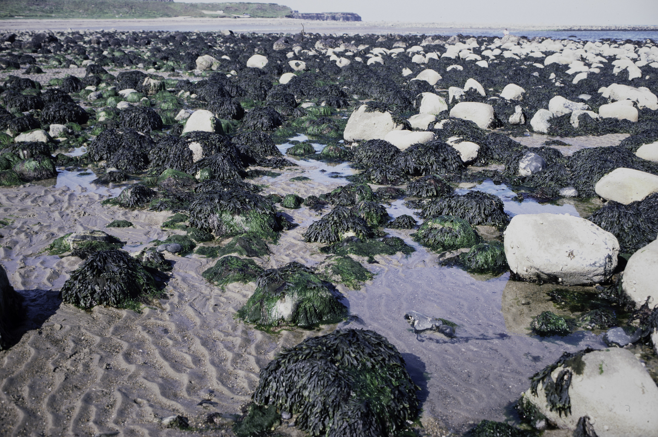 . Site: South of Nicholson's Point, SE Coast. 