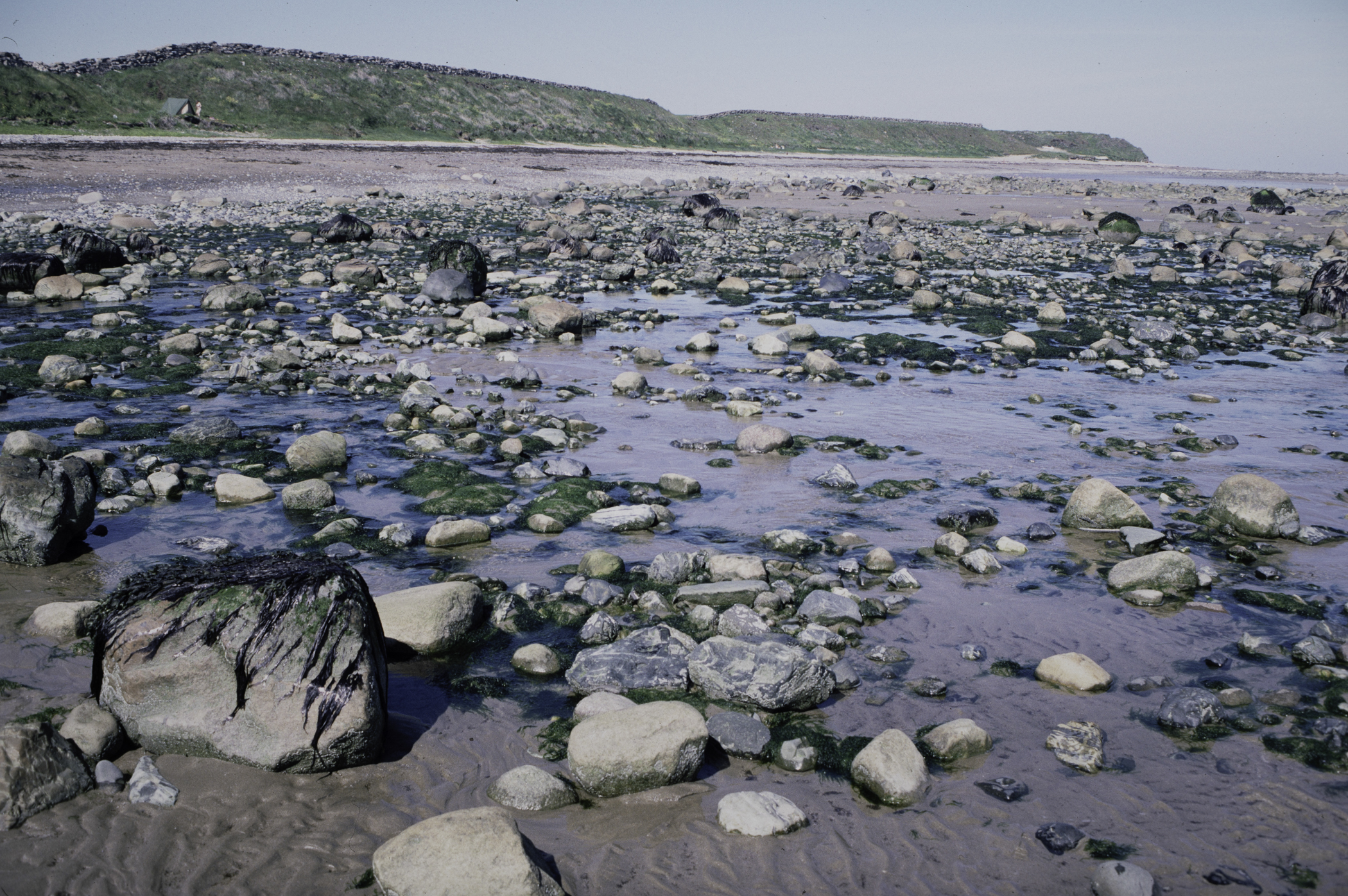 . Site: South of Nicholson's Point, SE Coast. 