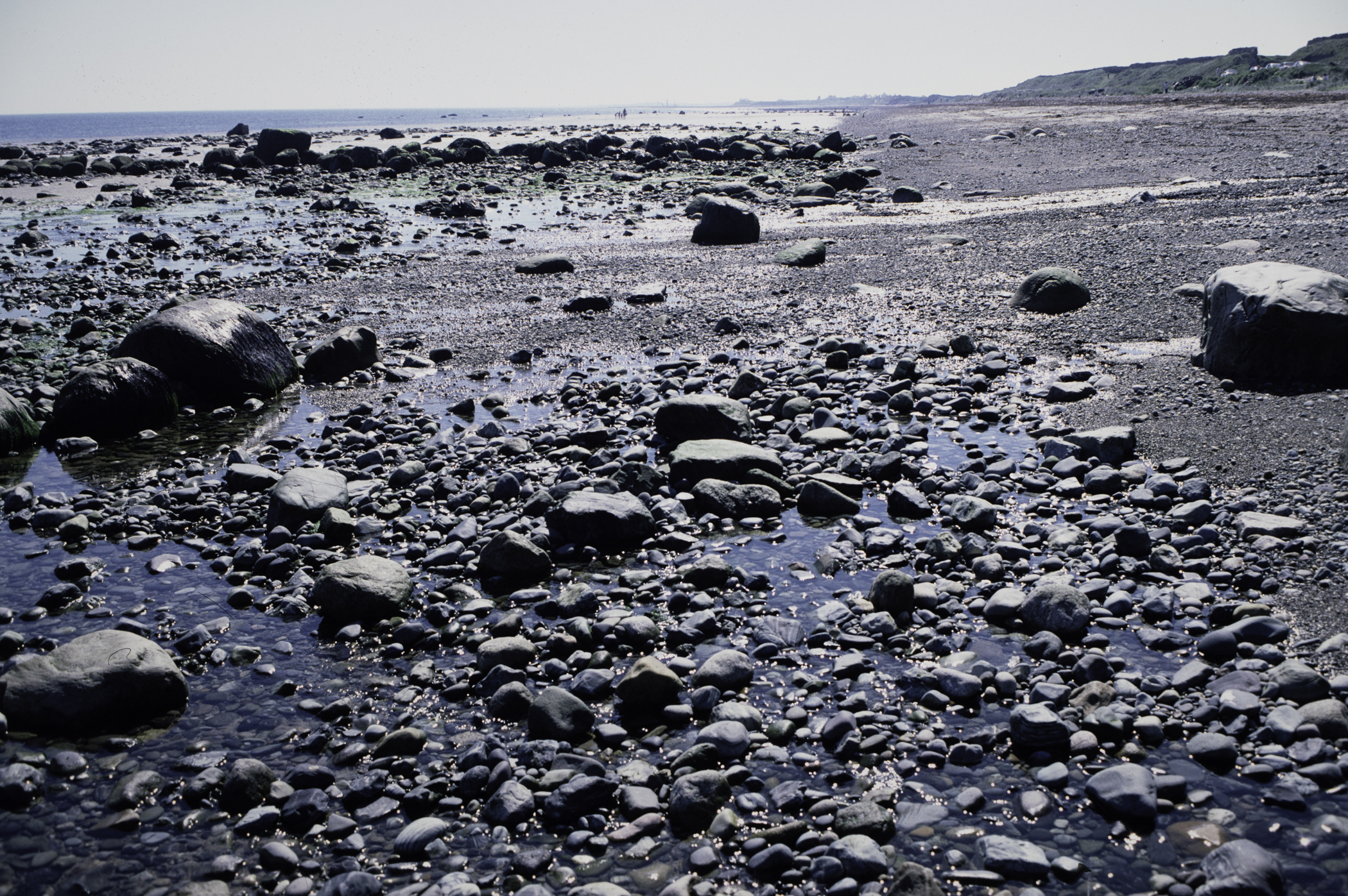 . Site: South of Nicholson's Point, SE Coast. 