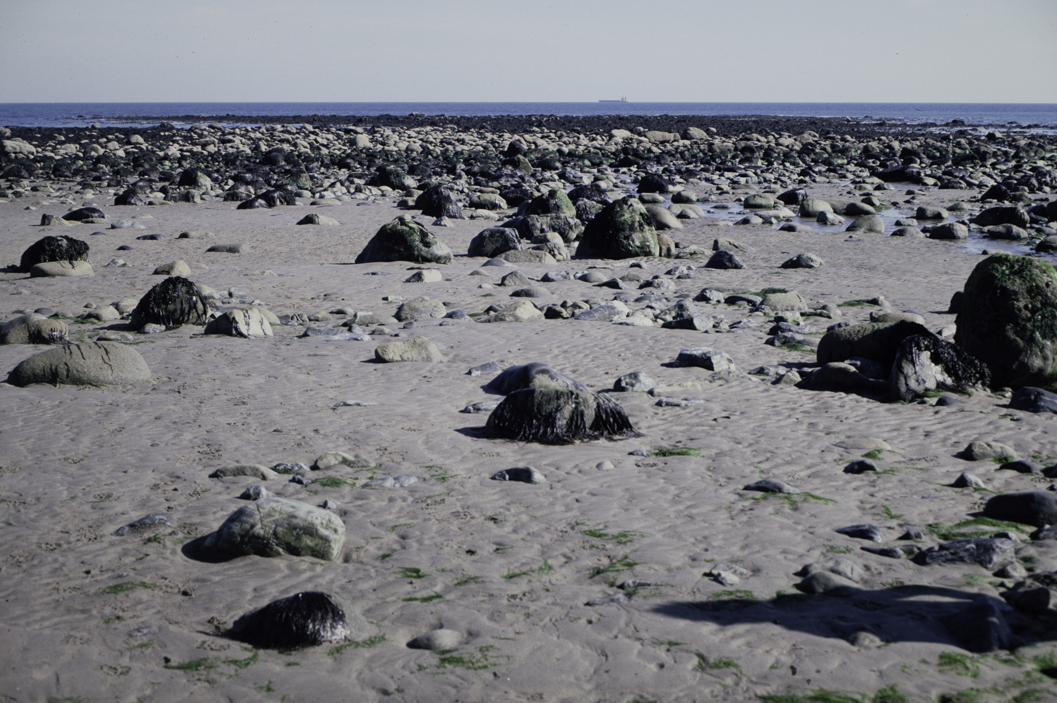 . Site: South of Nicholson's Point, SE Coast. 