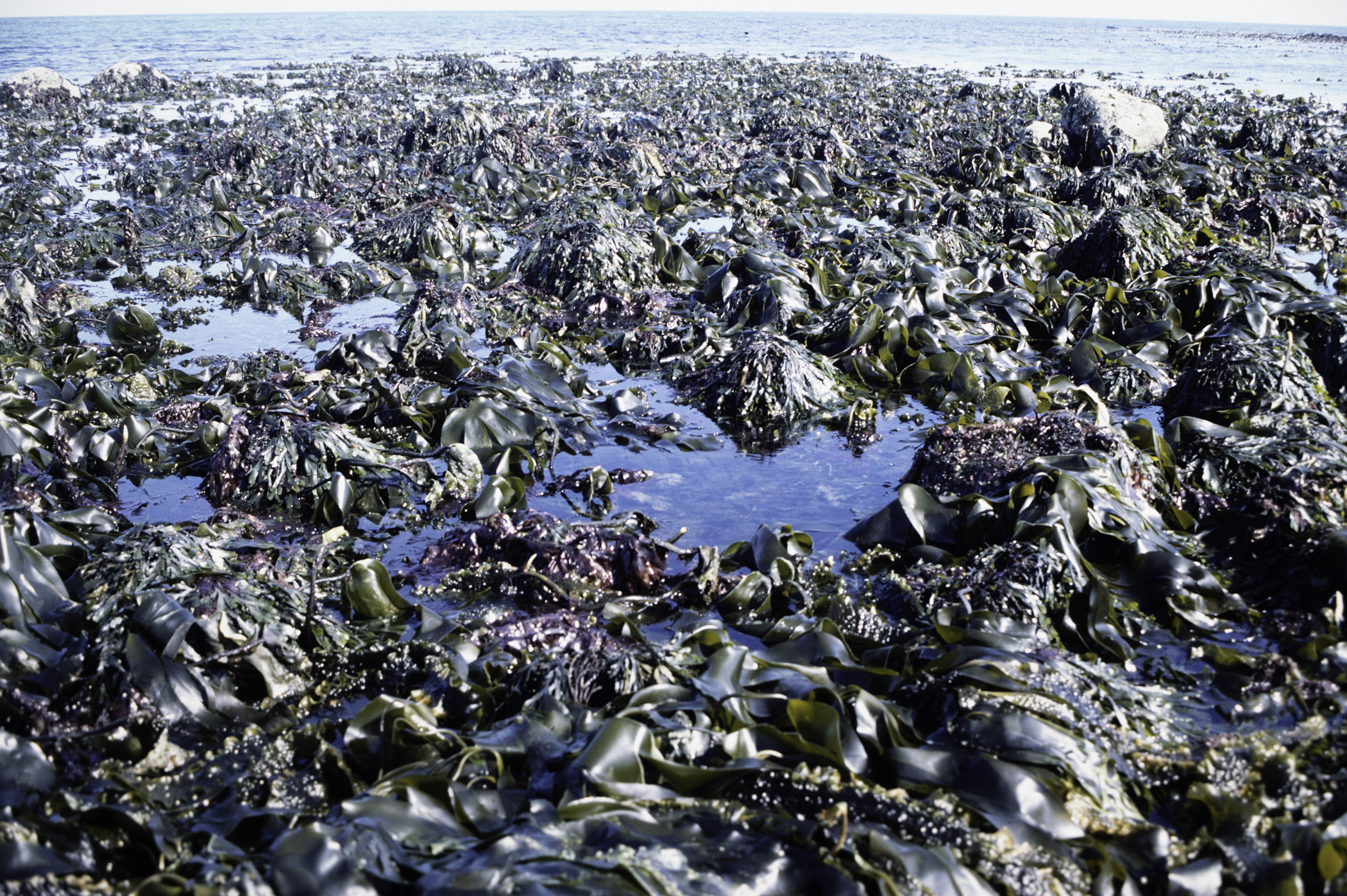 . Site: South of Nicholson's Point, SE Coast. 