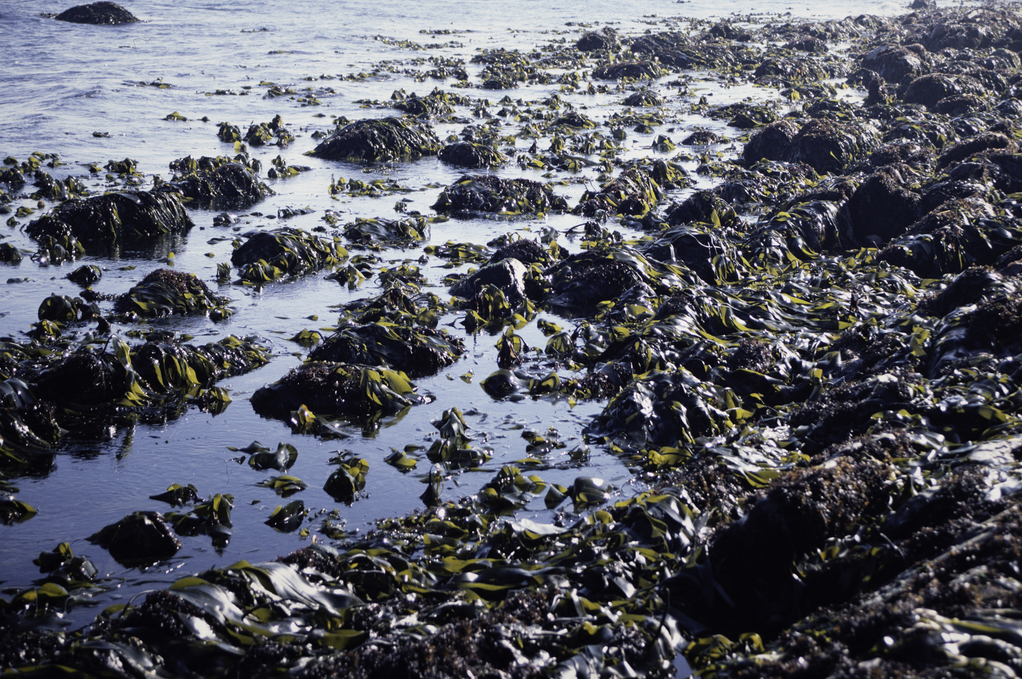 . Site: Russells Point (Wreck Port), SE Coast. 