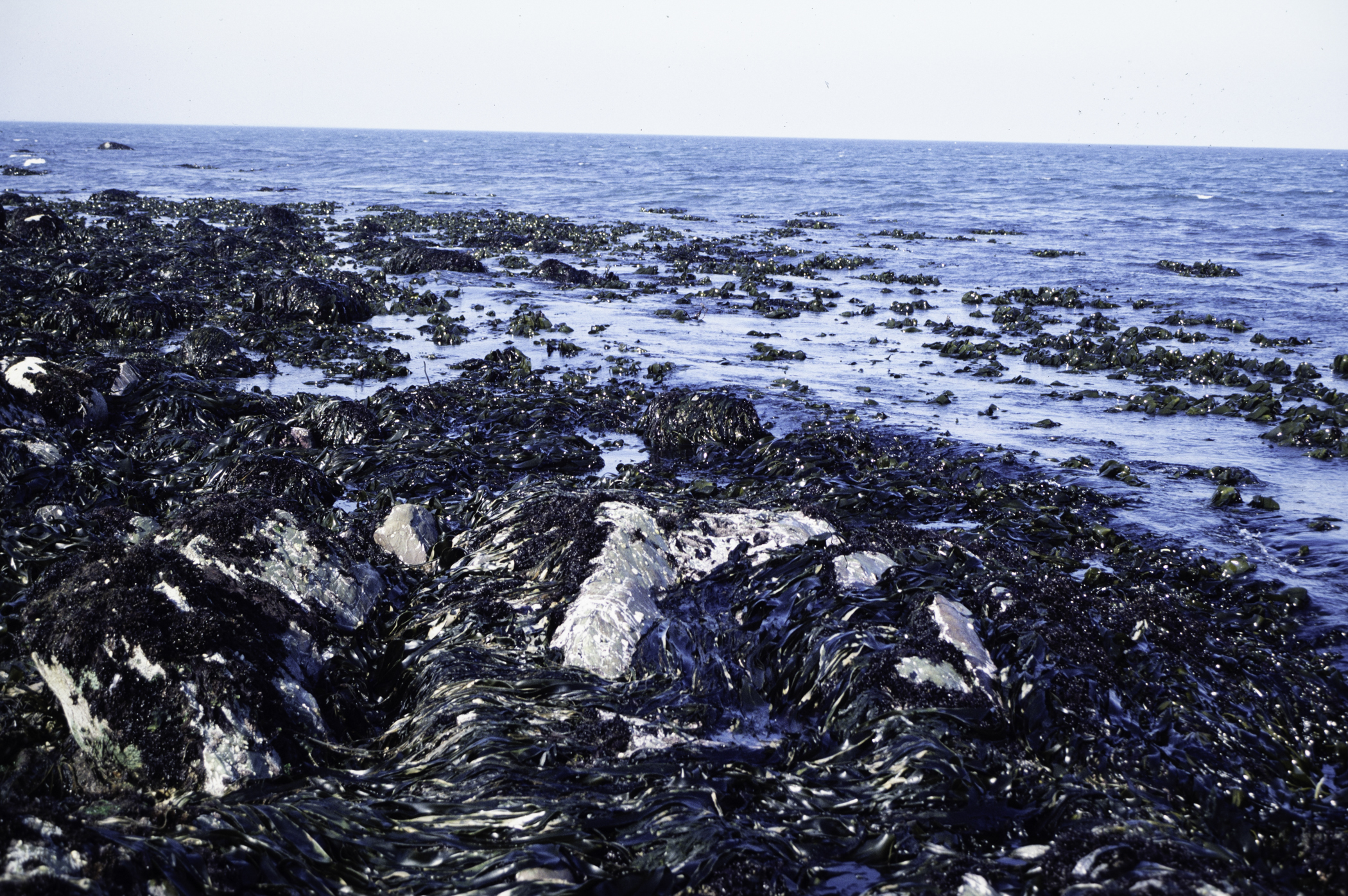 . Site: Russells Point (Wreck Port), SE Coast. 