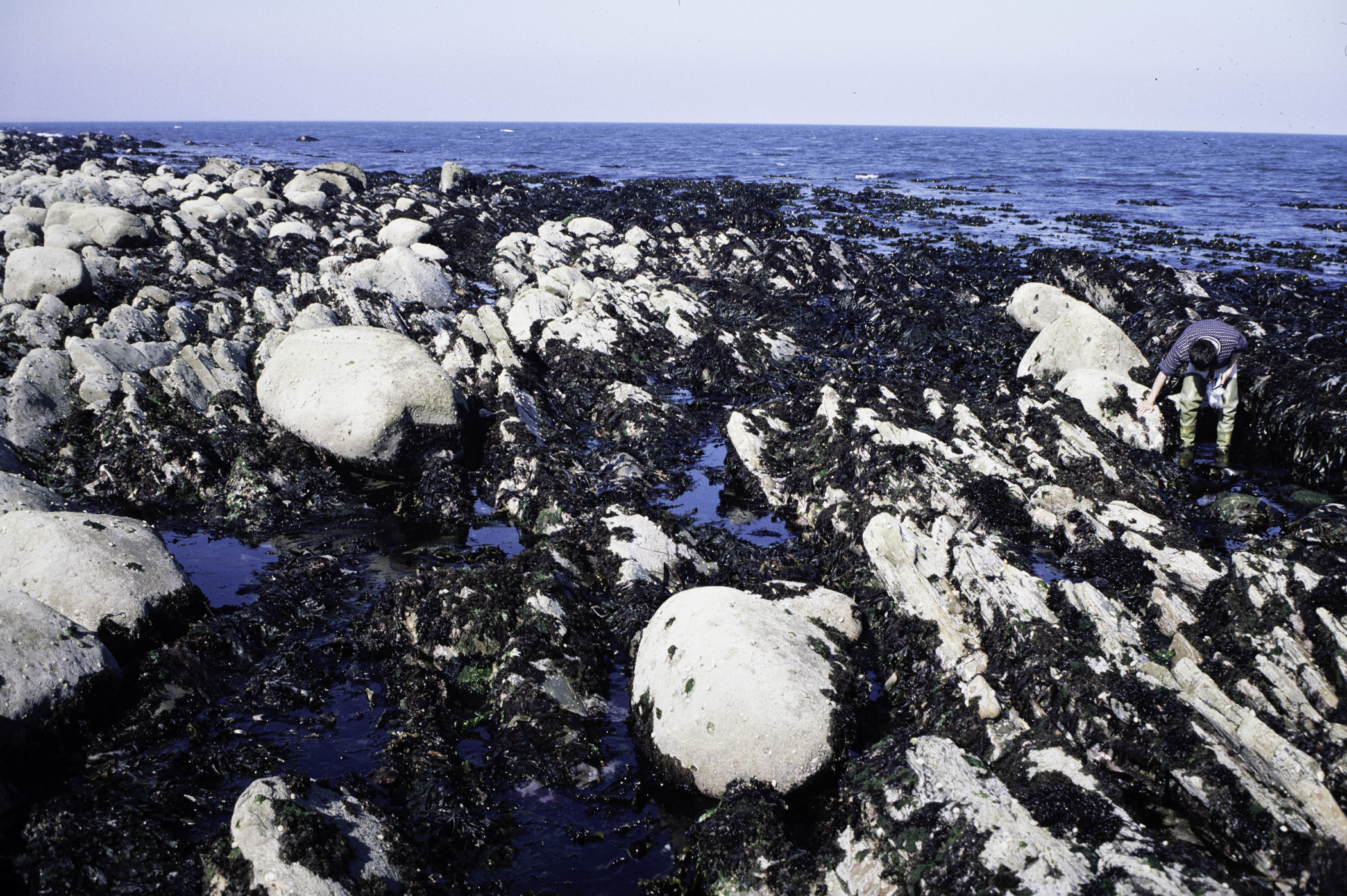 . Site: Russells Point (Wreck Port), SE Coast. 