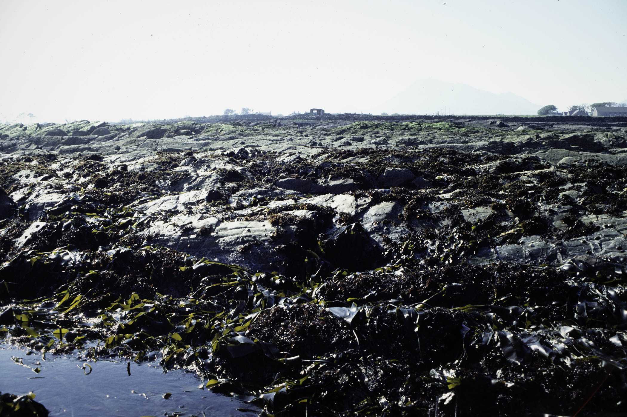 . Site: Russells Point (Wreck Port), SE Coast. 