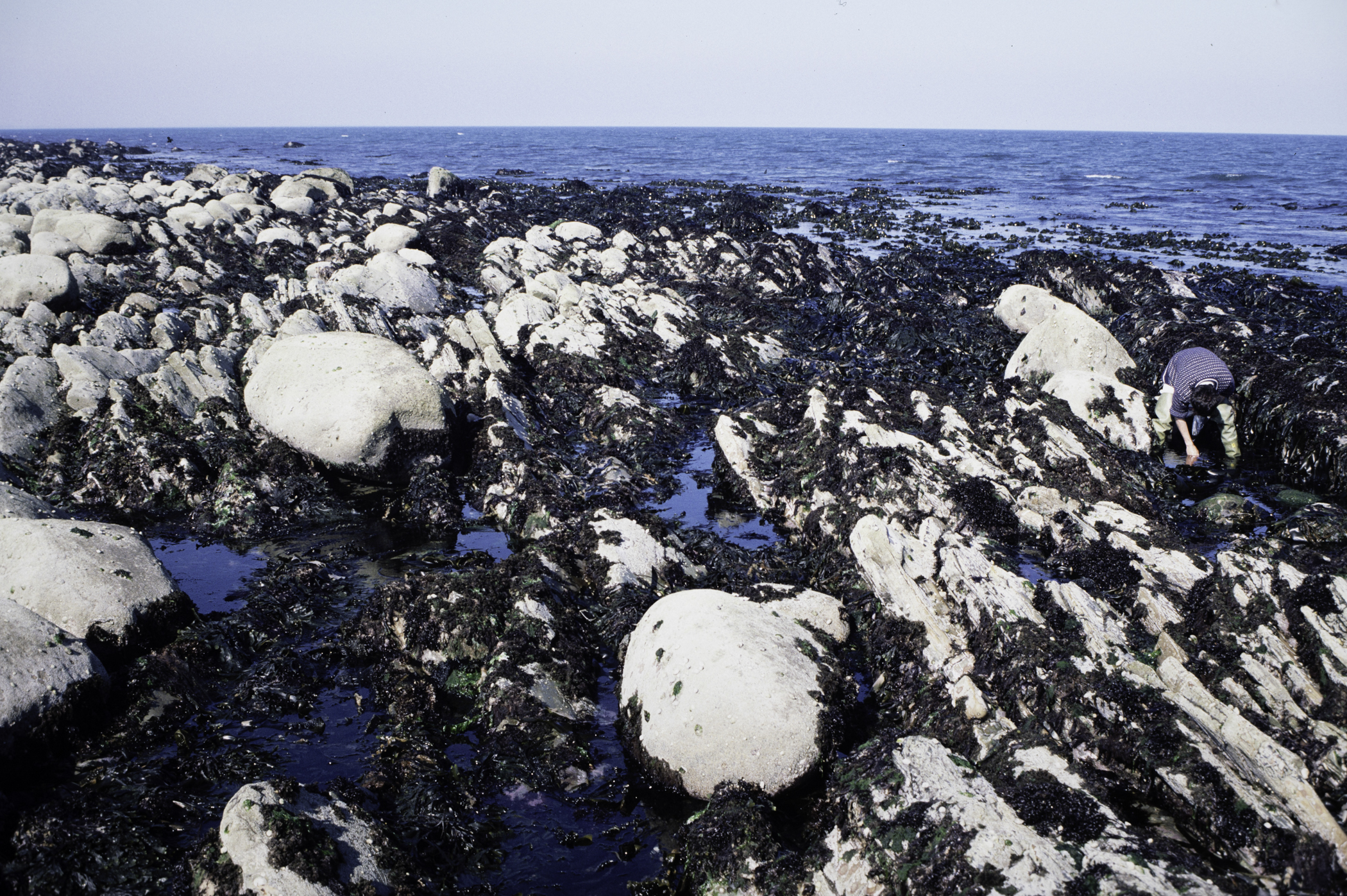 . Site: Russells Point (Wreck Port), SE Coast. 