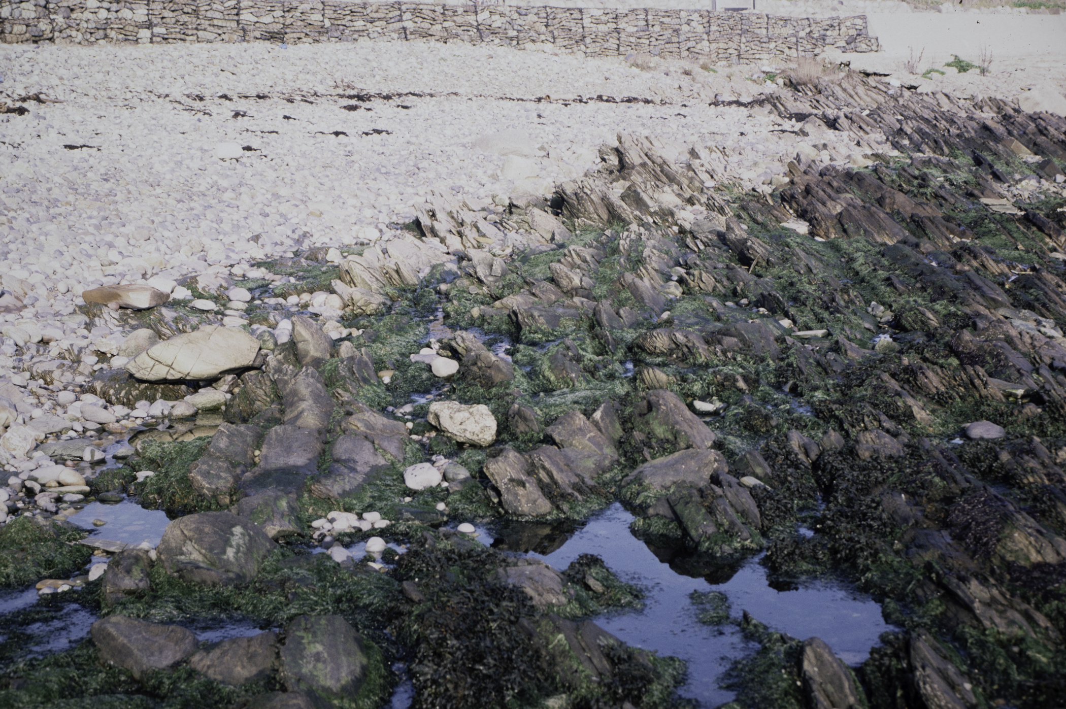 . Site: Russells Point (Wreck Port), SE Coast. 