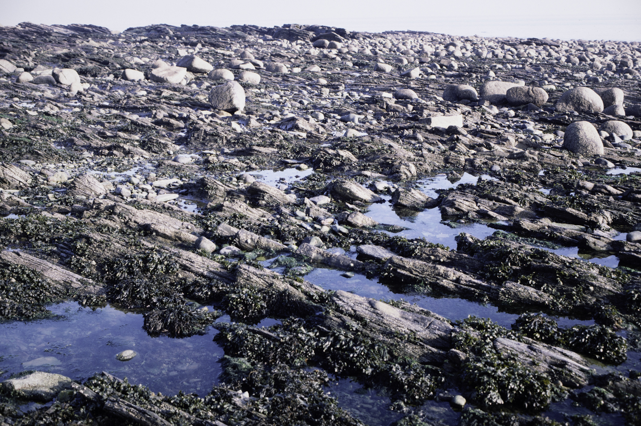 . Site: Russells Point (Wreck Port), SE Coast. 