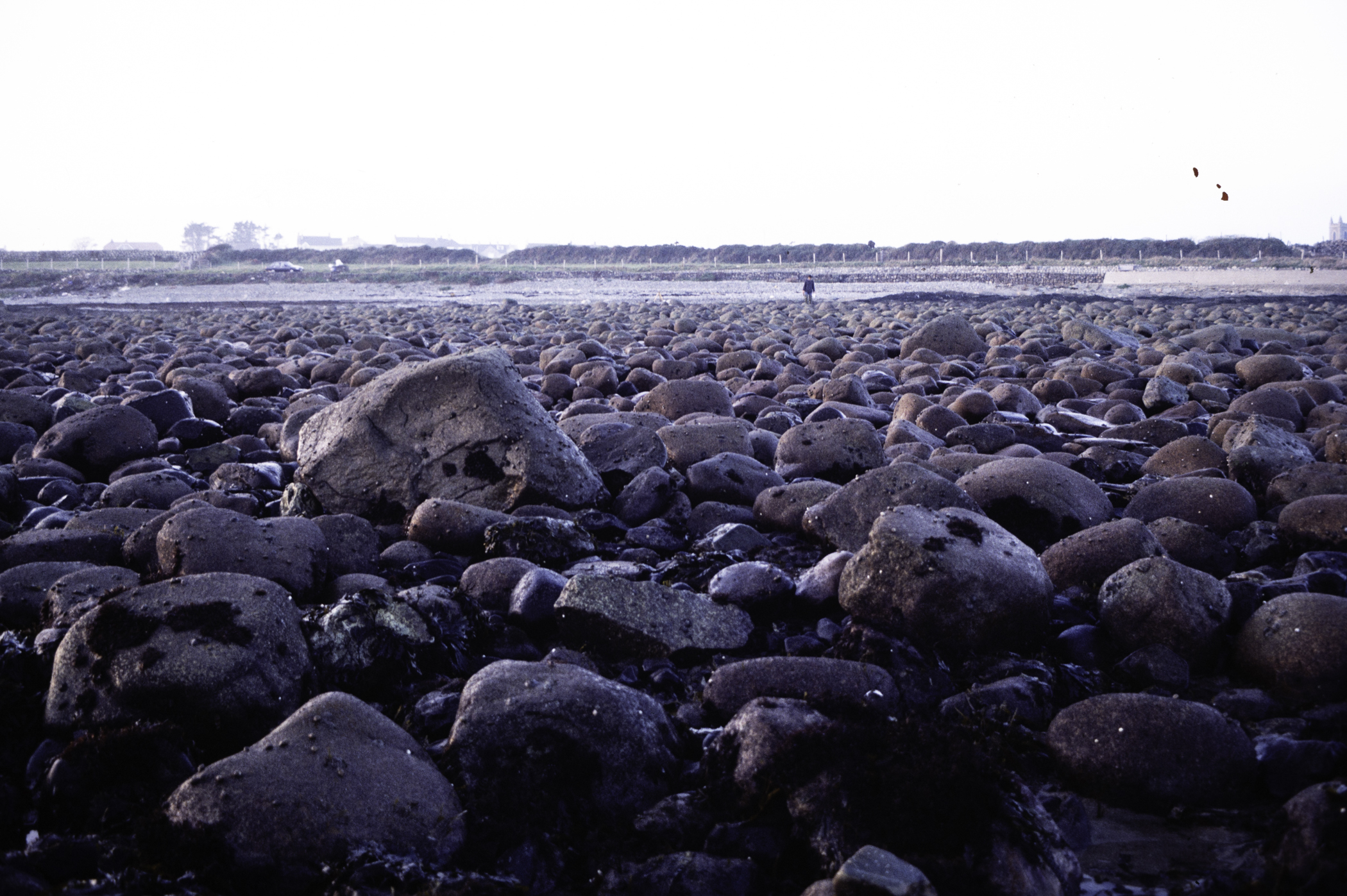 . Site: Russells Point (Wreck Port), SE Coast. 