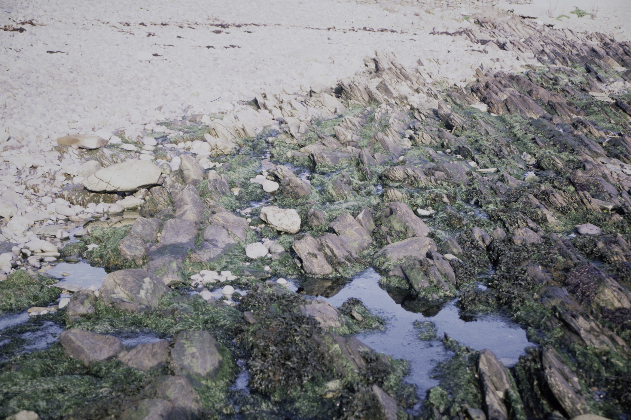 . Site: Russells Point (Wreck Port), SE Coast. 