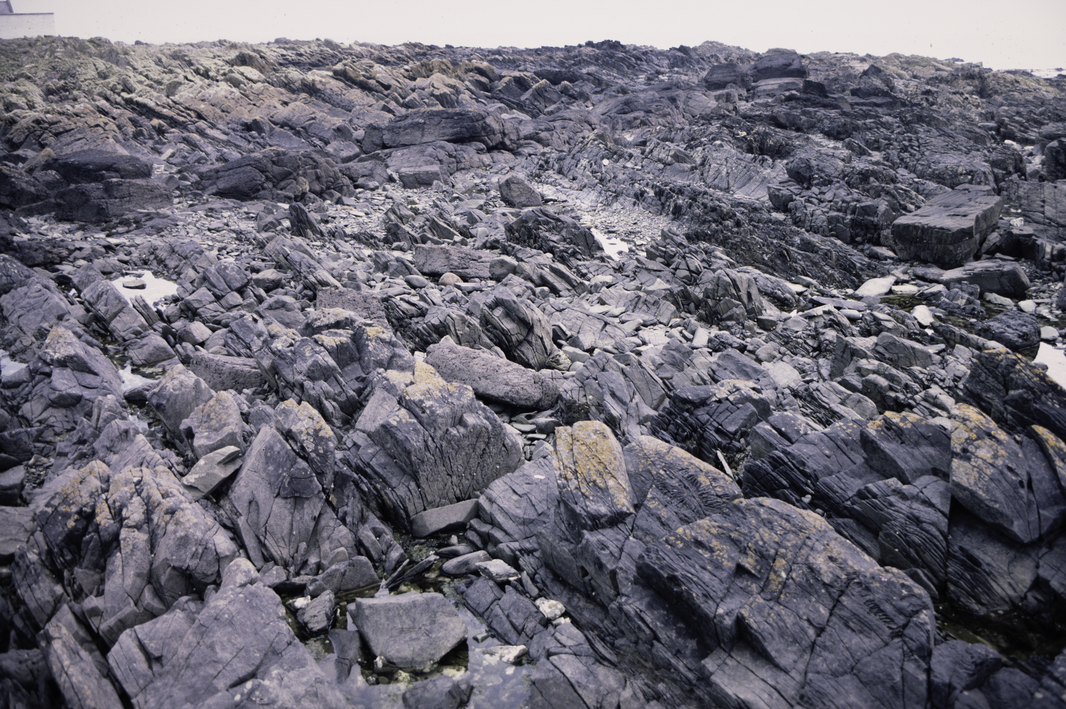 . Site: St. John's Point, SE Coast. 