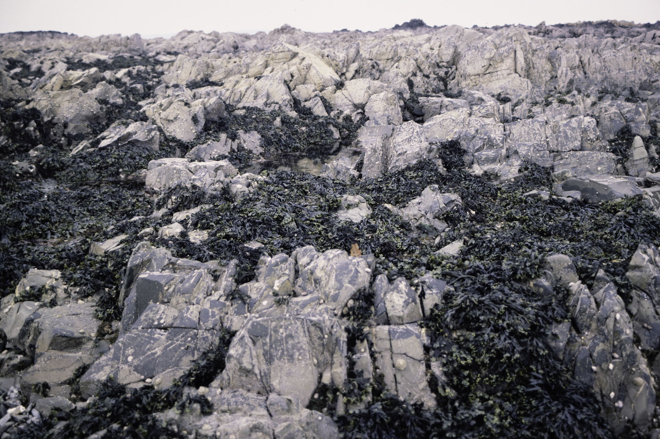 . Site: St. John's Point, SE Coast. 