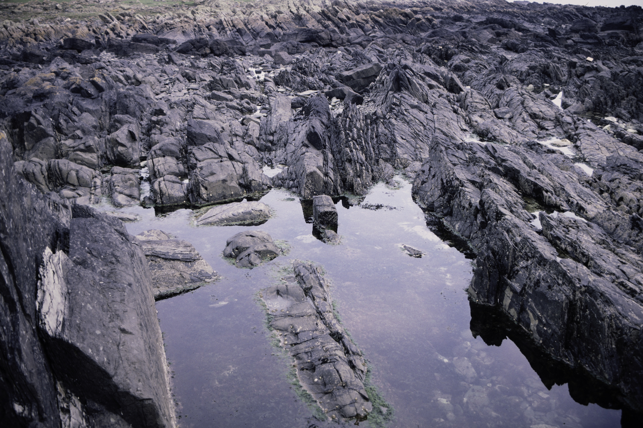 . Site: St. John's Point, SE Coast. 