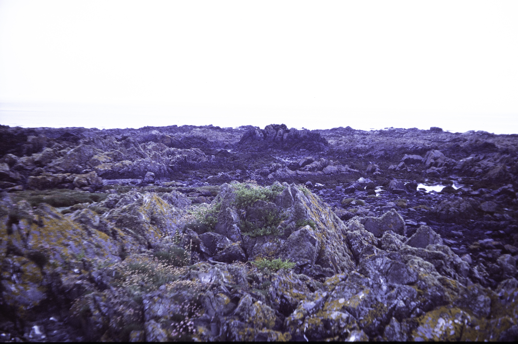 . Site: St. John's Point, SE Coast. 