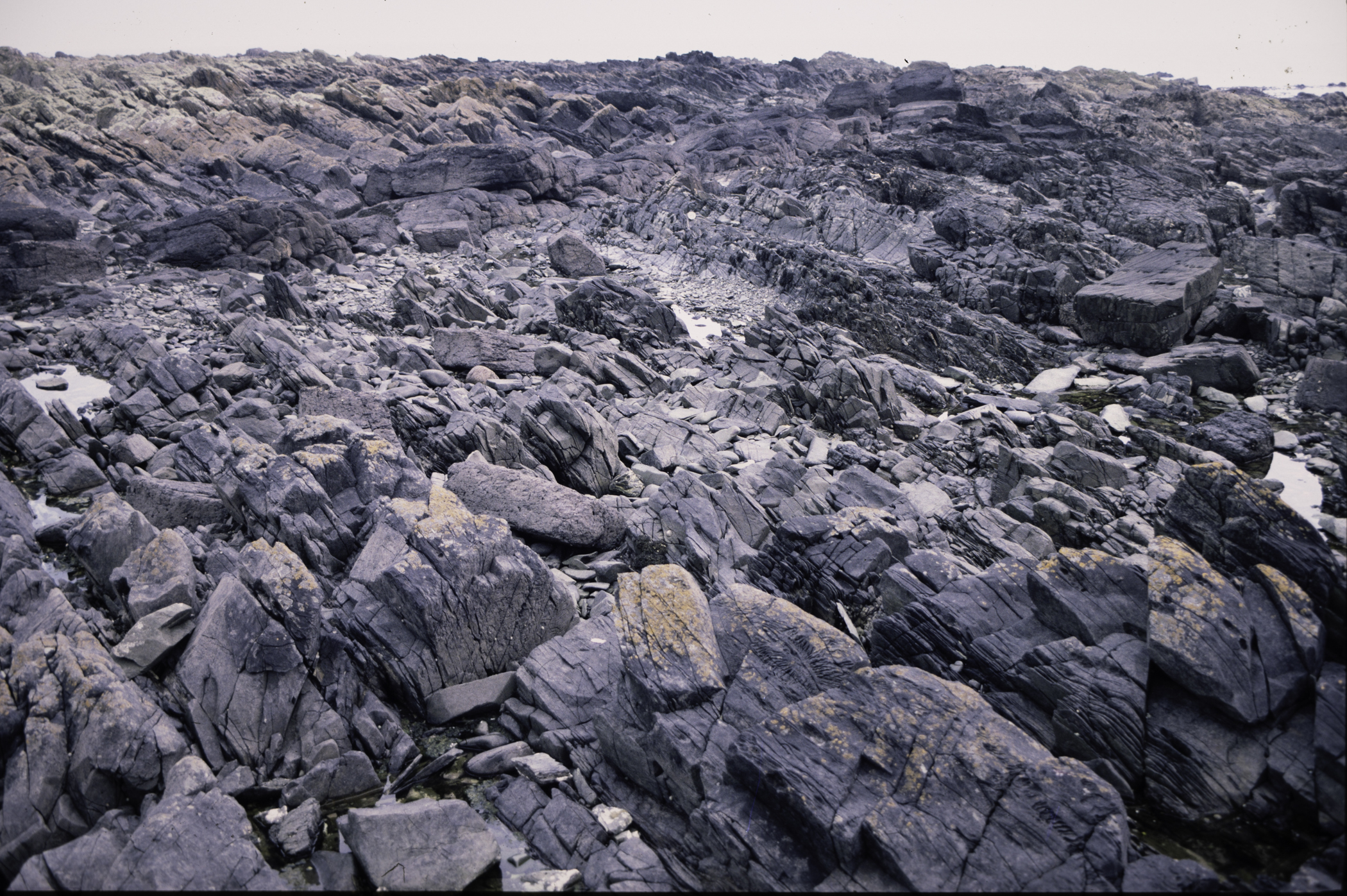 . Site: St. John's Point, SE Coast. 