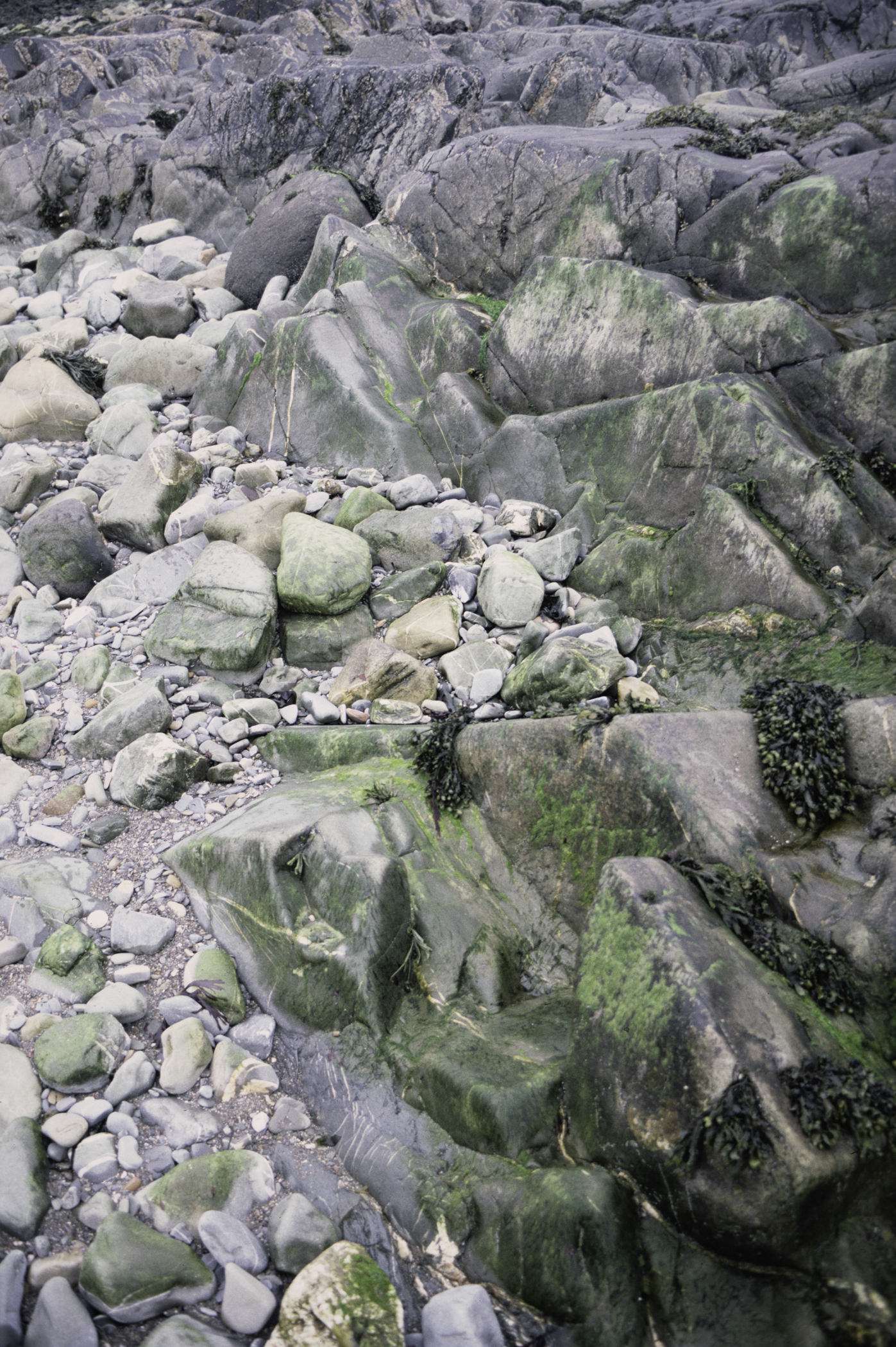 . Site: Coney Island Bay boulders, SE Coast. 