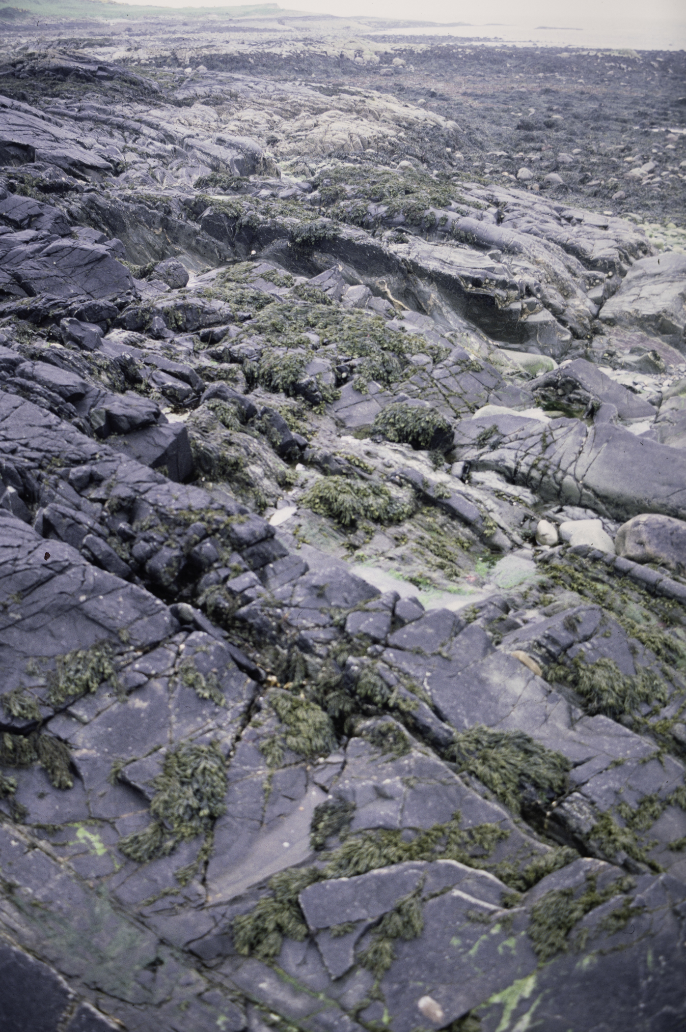 . Site: Coney Island Bay boulders, SE Coast. 