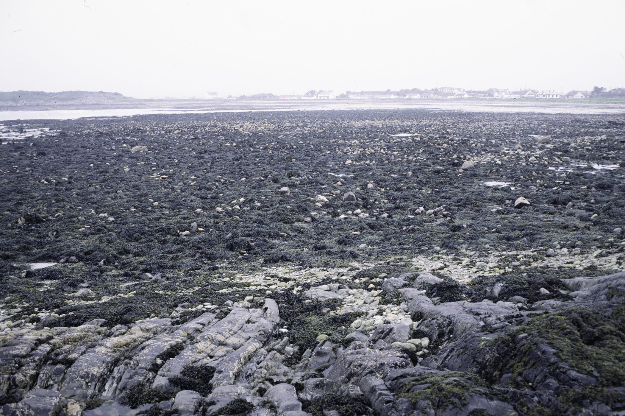 . Site: Coney Island Bay boulders, SE Coast. 