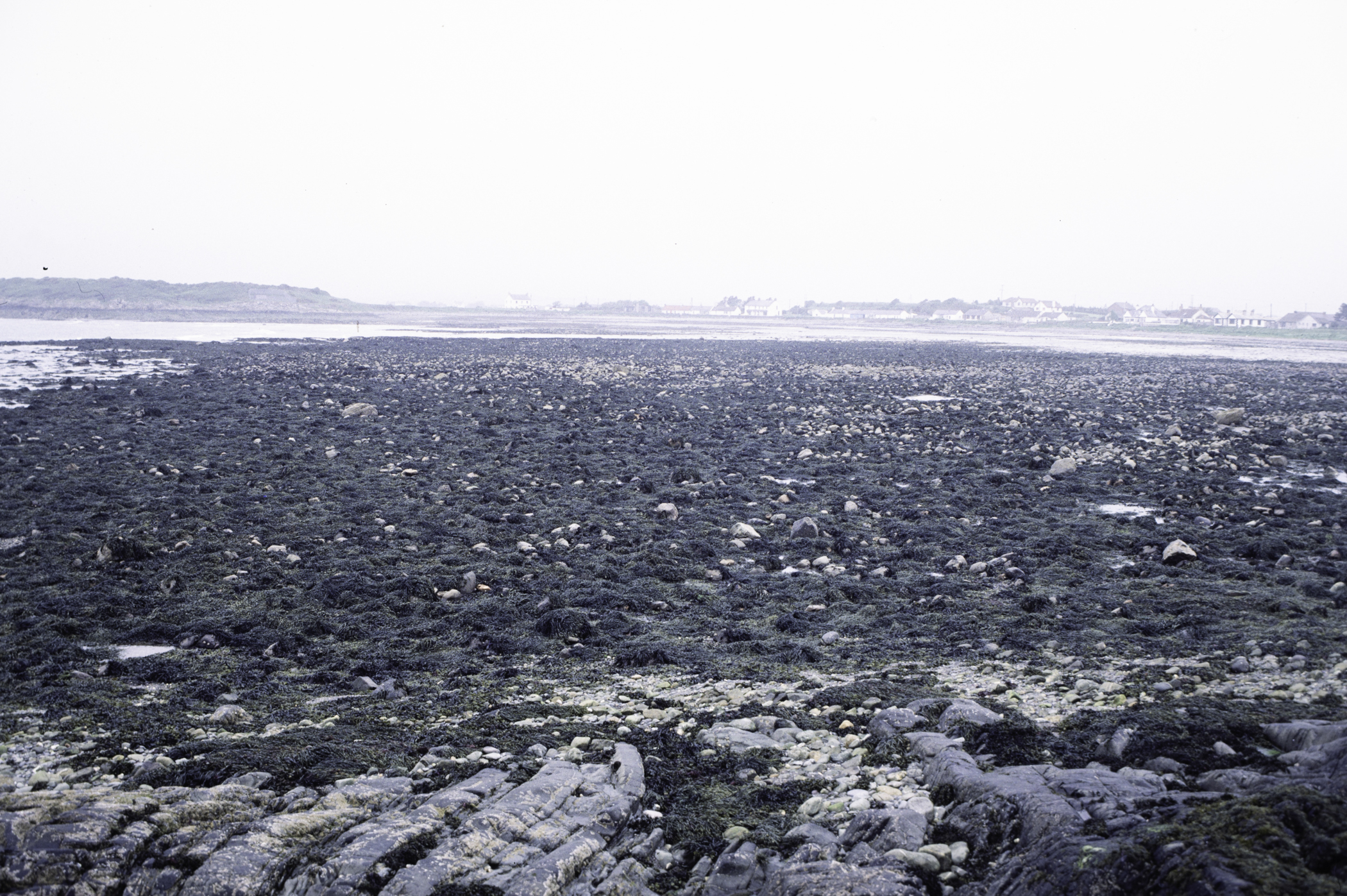 . Site: Coney Island Bay boulders, SE Coast. 