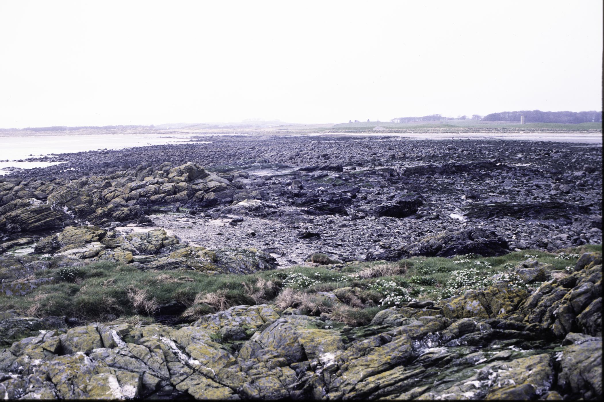 . Site: Rathmullan Point, SE Coast. 