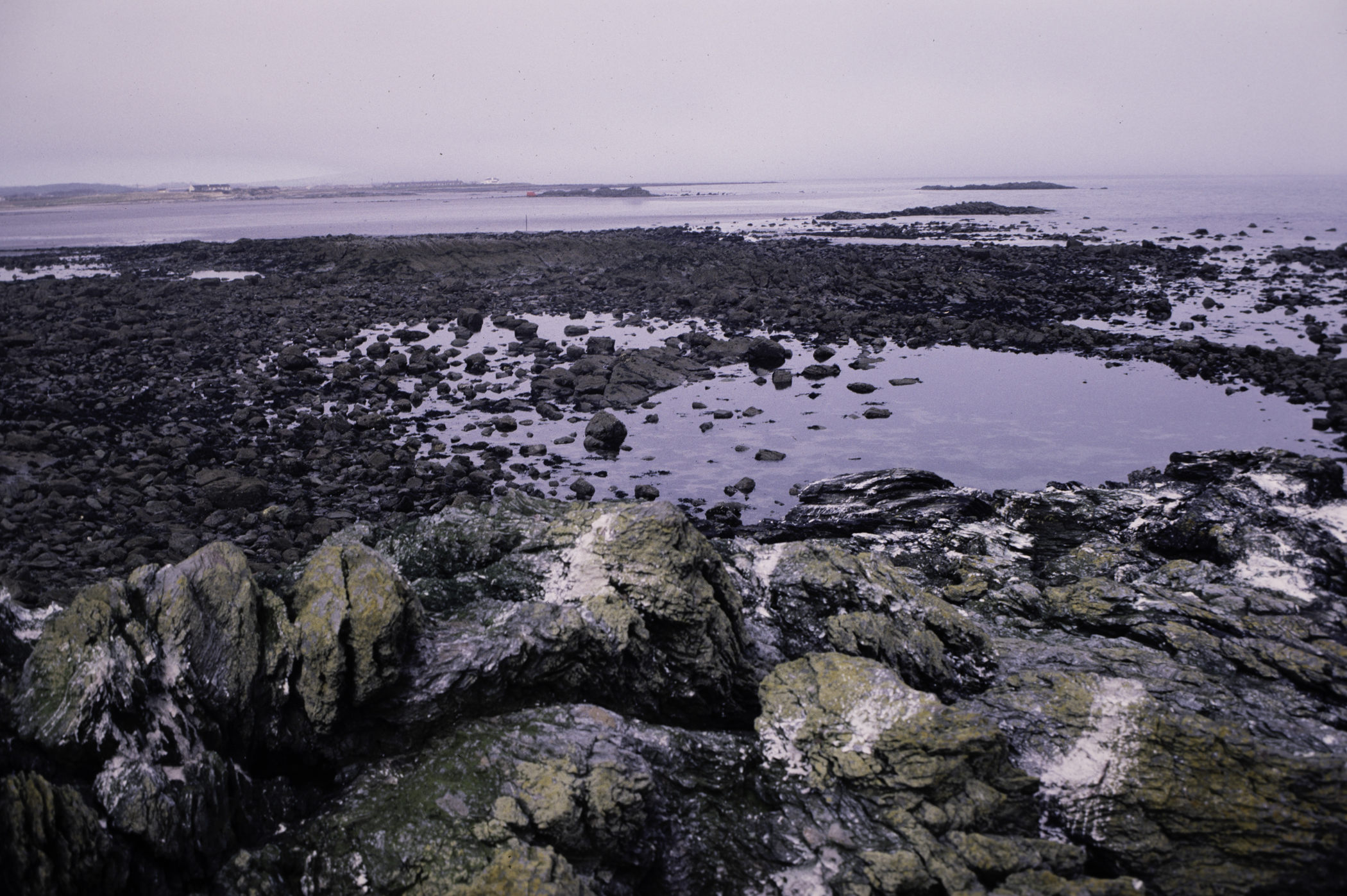 . Site: Rathmullan Point, SE Coast. 