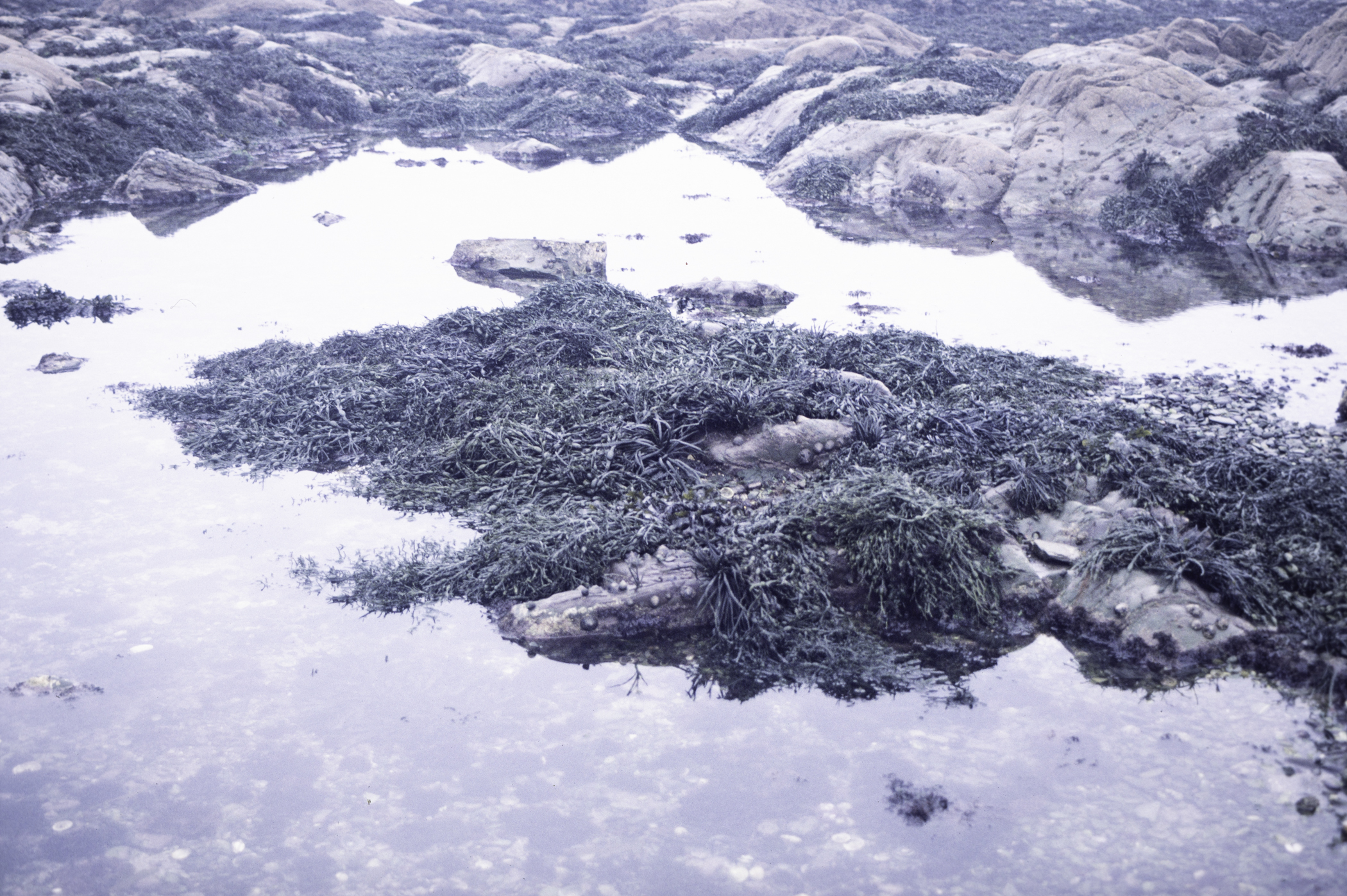 . Site: Ardglass Bay (rock), SE Coast. 