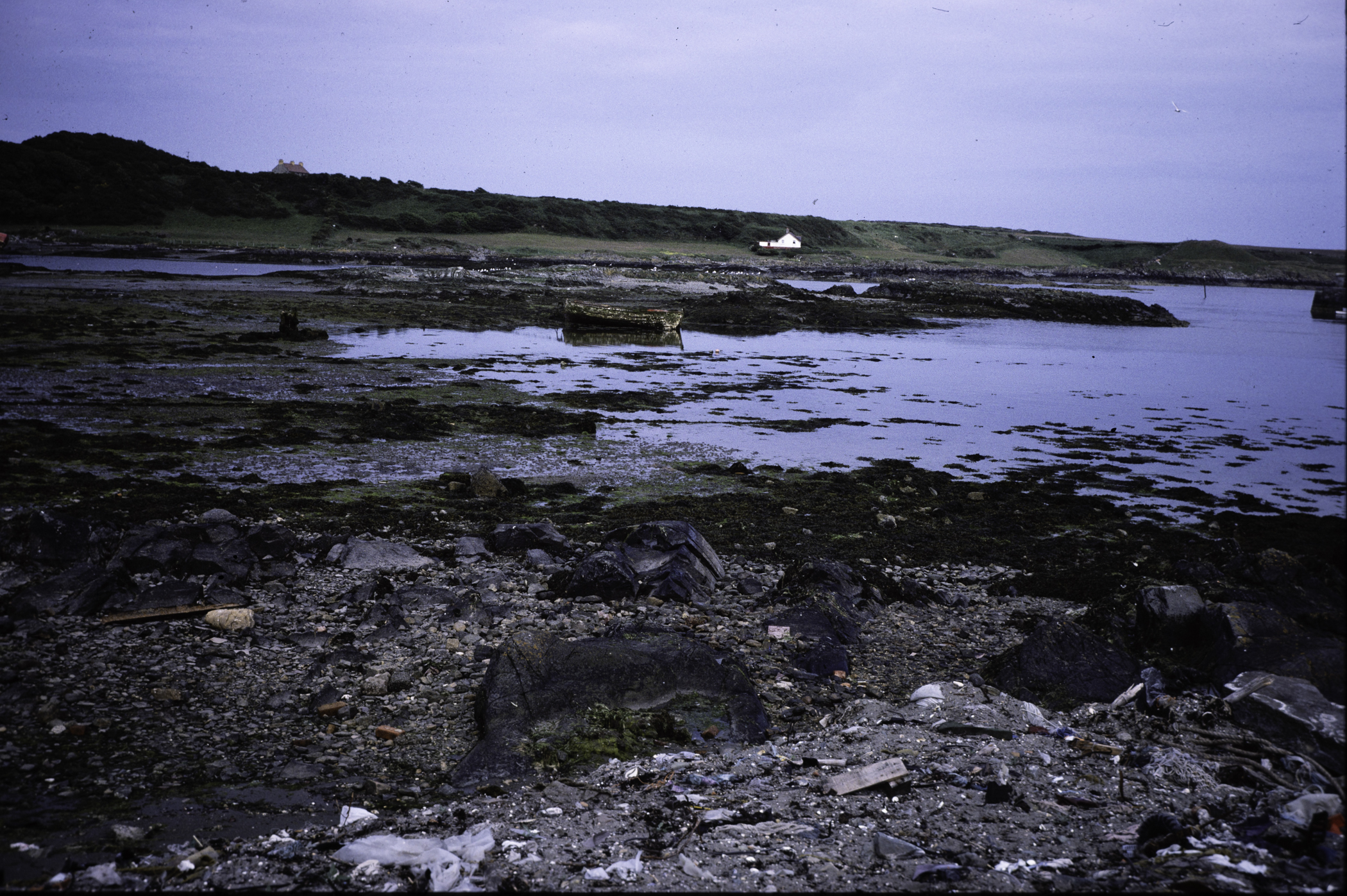 . Site: Ardglass Bay (rock), SE Coast. 