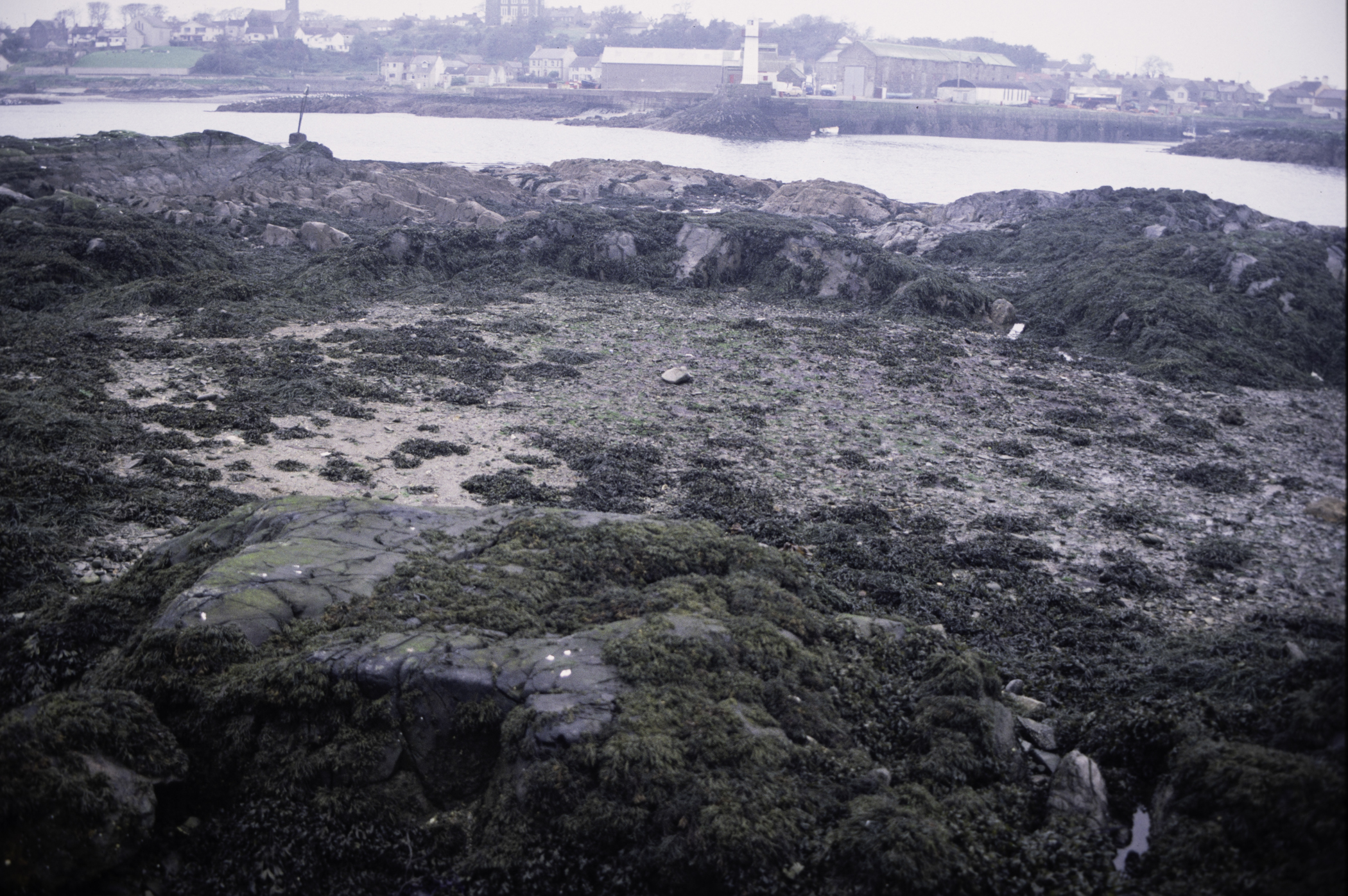 . Site: Ardglass Bay (rock), SE Coast. 