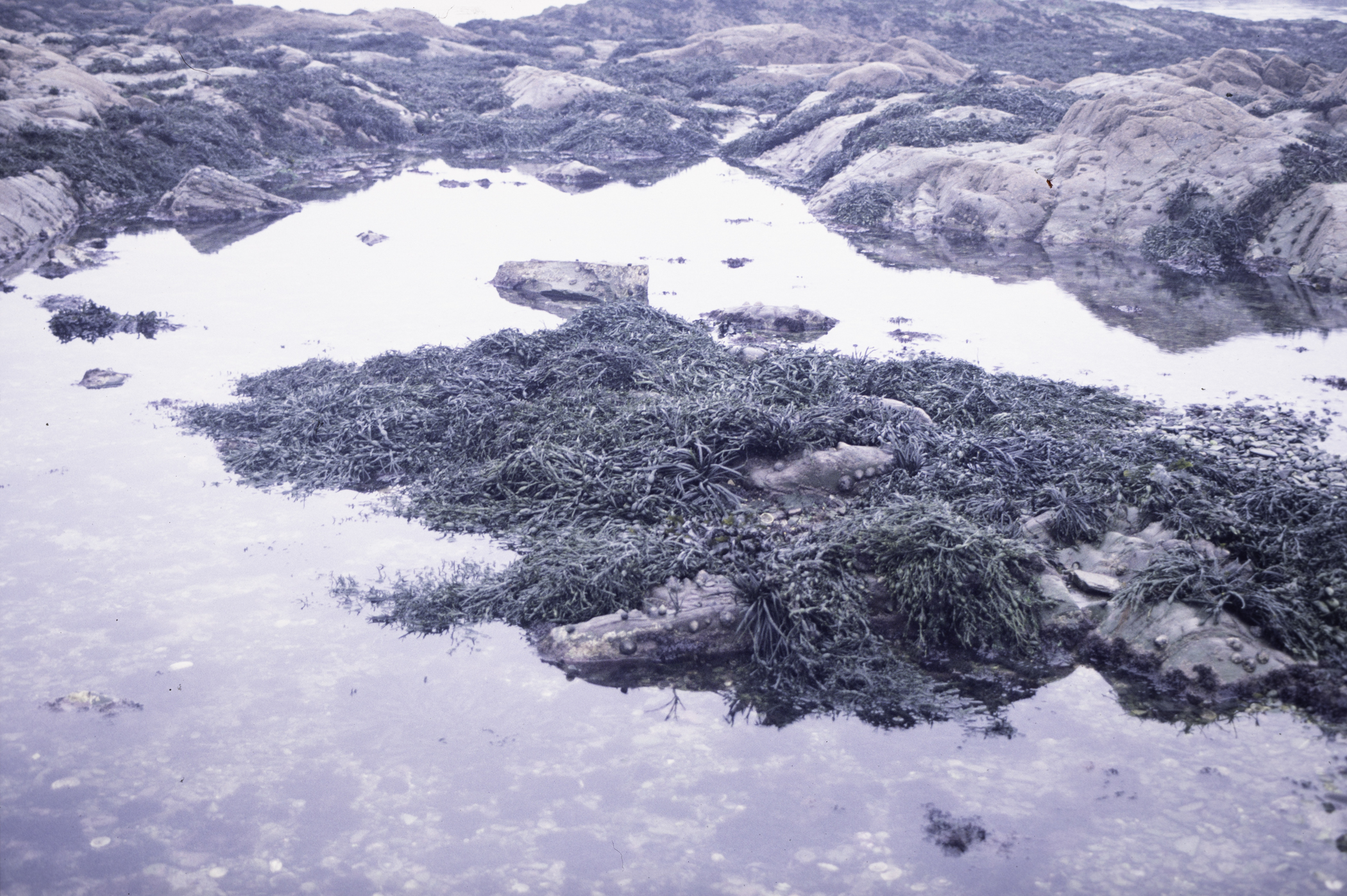 . Site: Ardglass Bay (rock), SE Coast. 