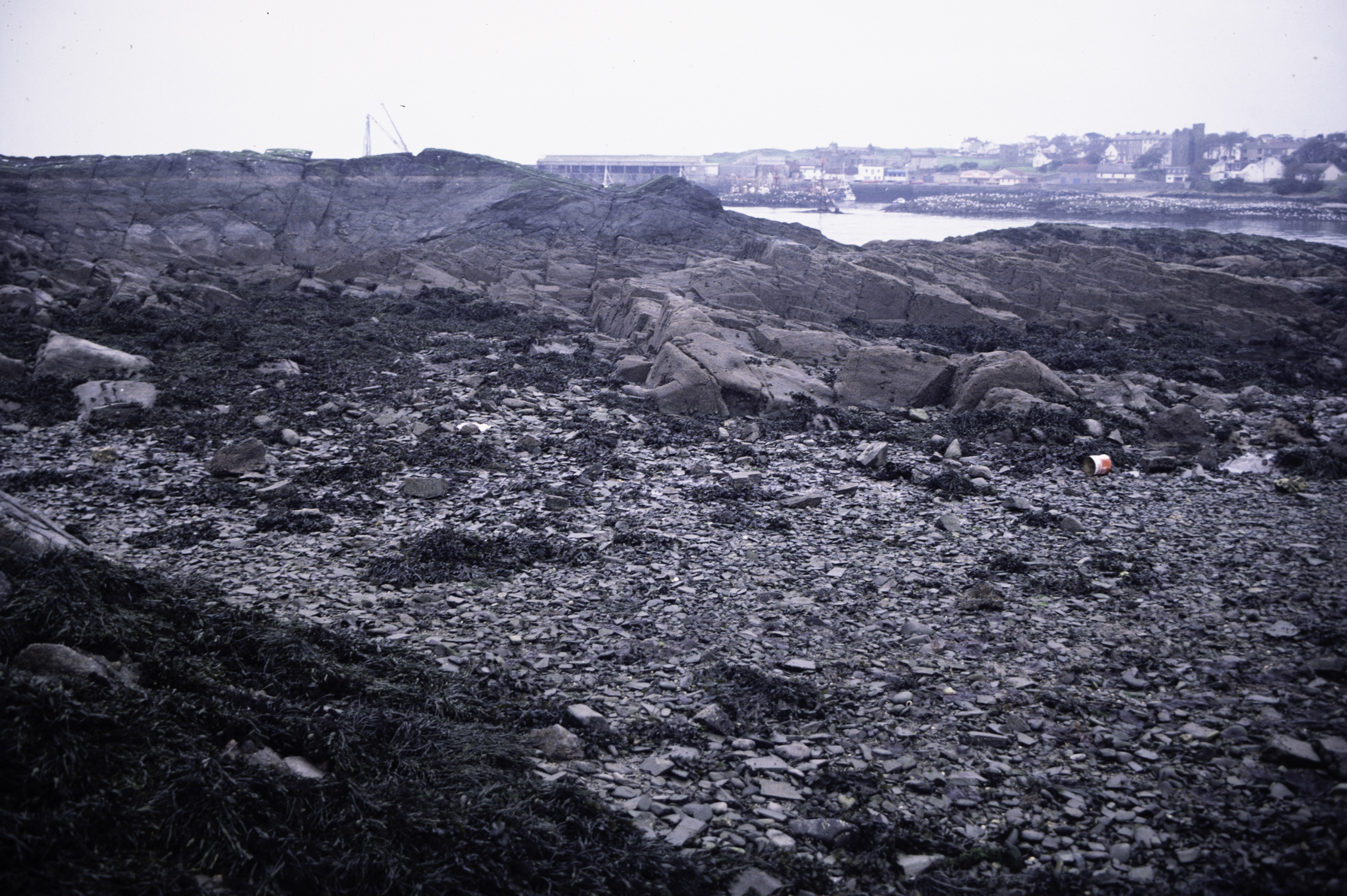 . Site: Ardglass Bay (rock), SE Coast. 