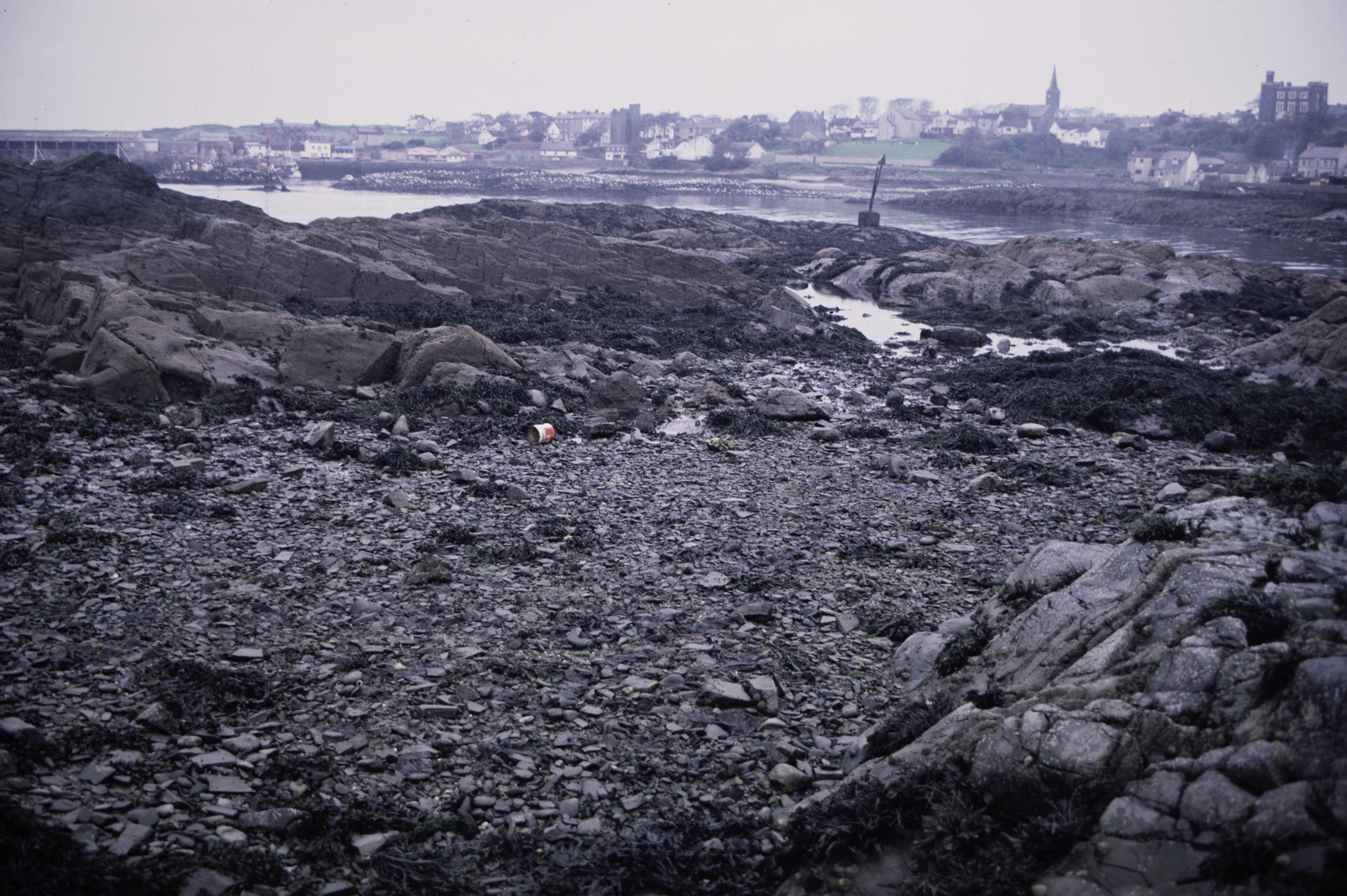 . Site: Ardglass Bay (rock), SE Coast. 