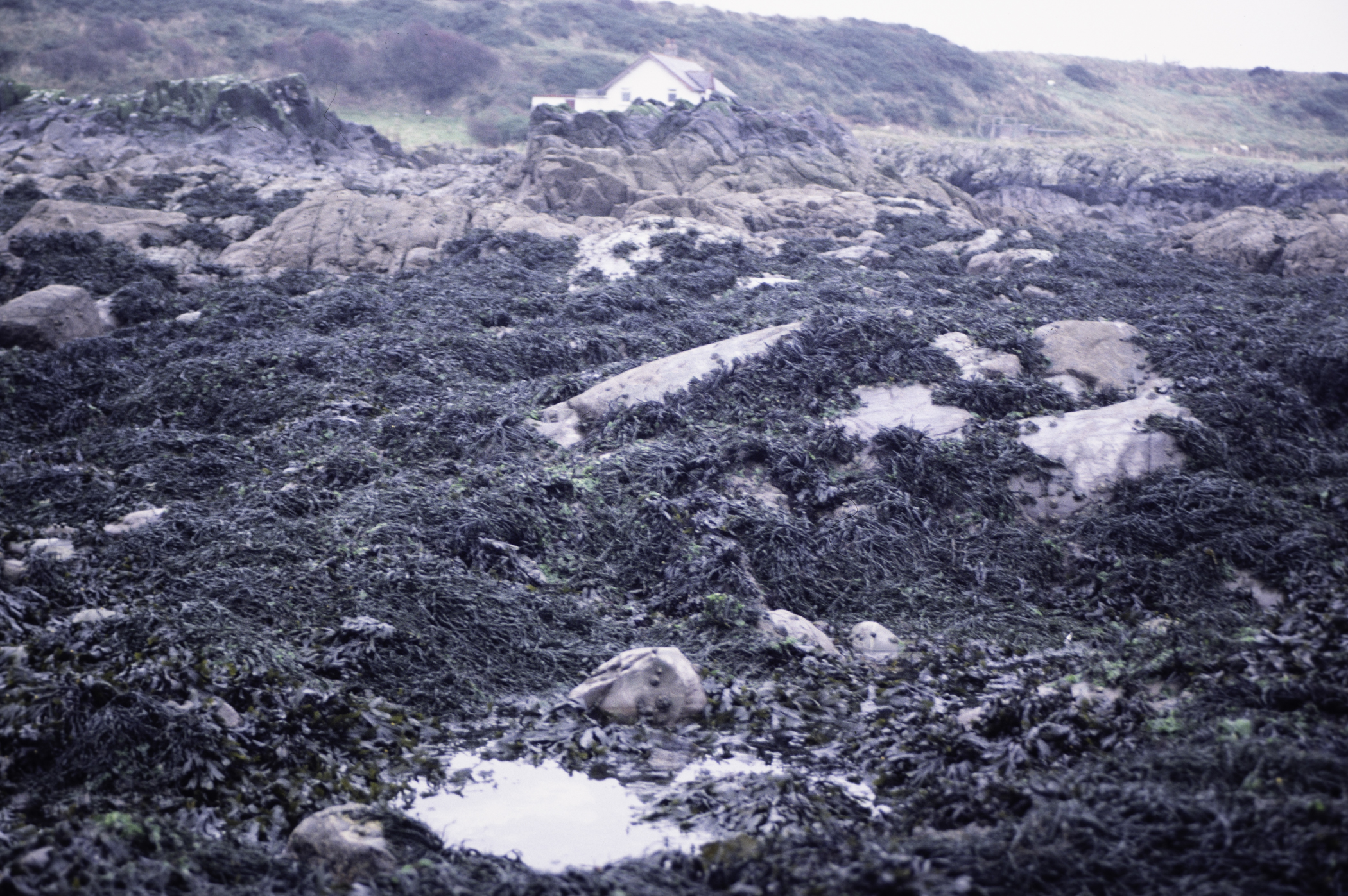 . Site: Ardglass Bay (rock), SE Coast. 