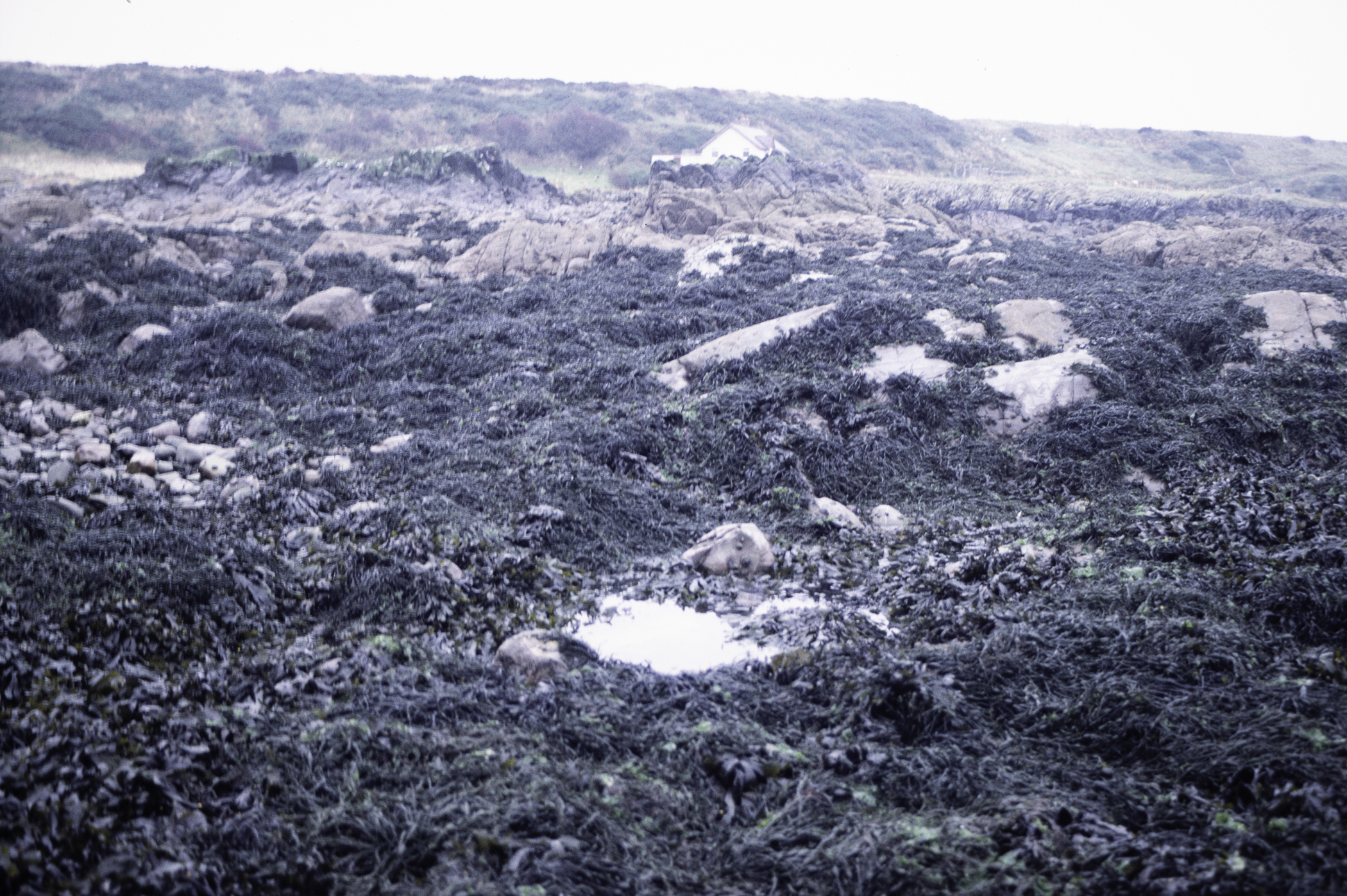 . Site: Ardglass Bay (rock), SE Coast. 