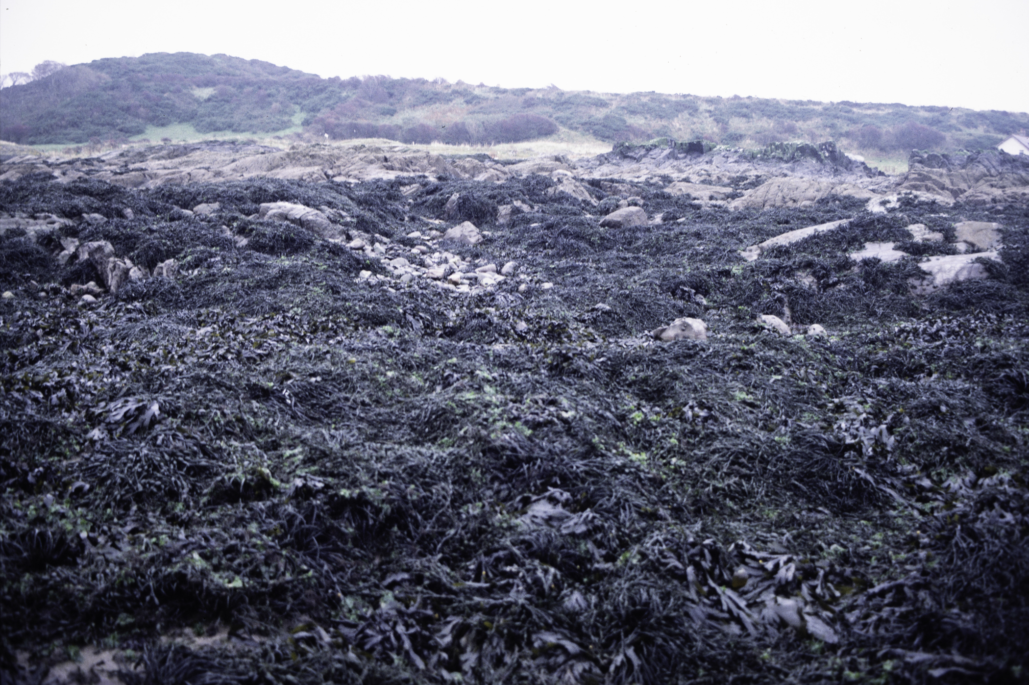 . Site: Ardglass Bay (rock), SE Coast. 