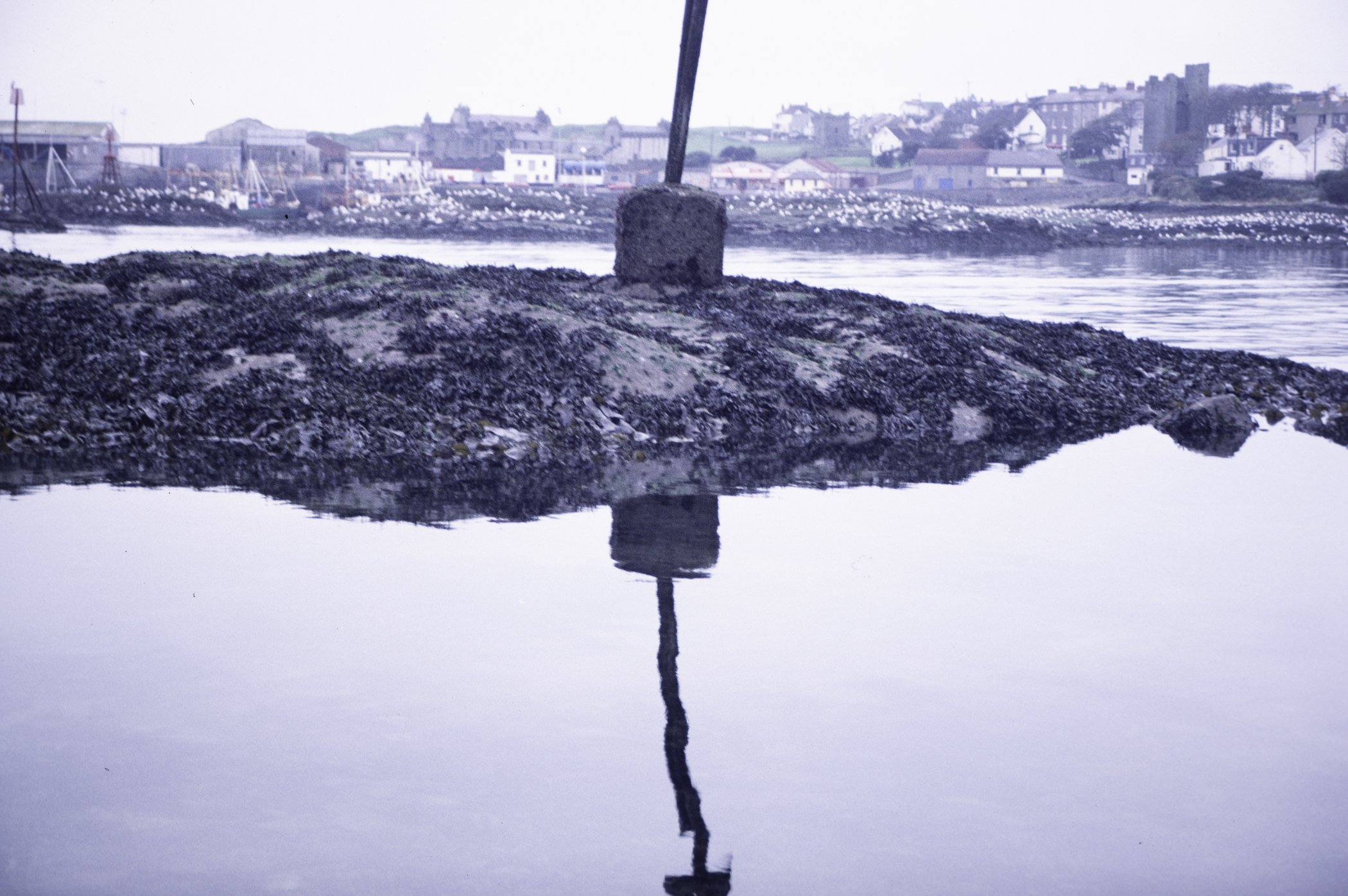 . Site: Ardglass Bay (rock), SE Coast. 