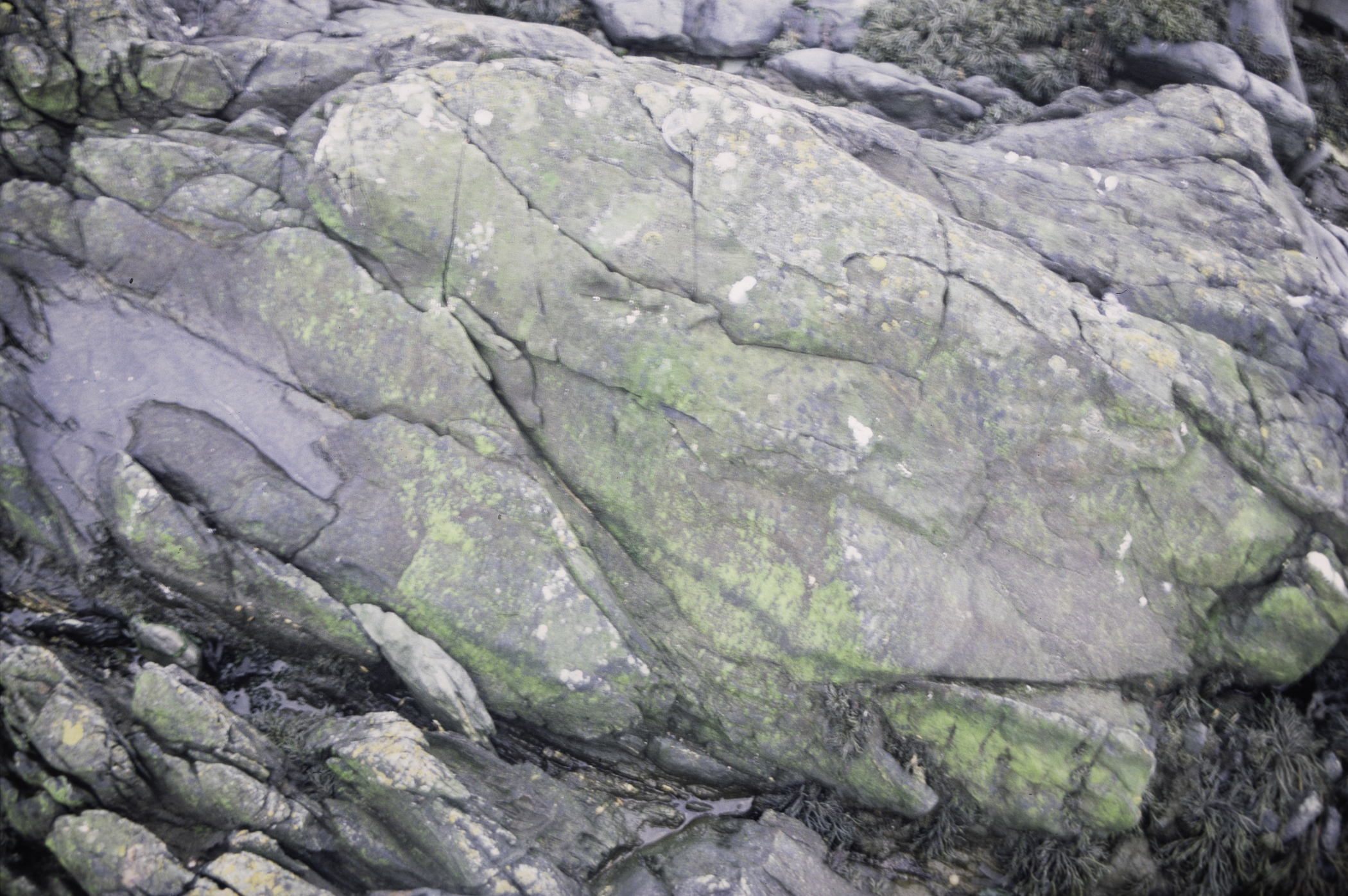 . Site: Ardglass Bay (rock), SE Coast. 