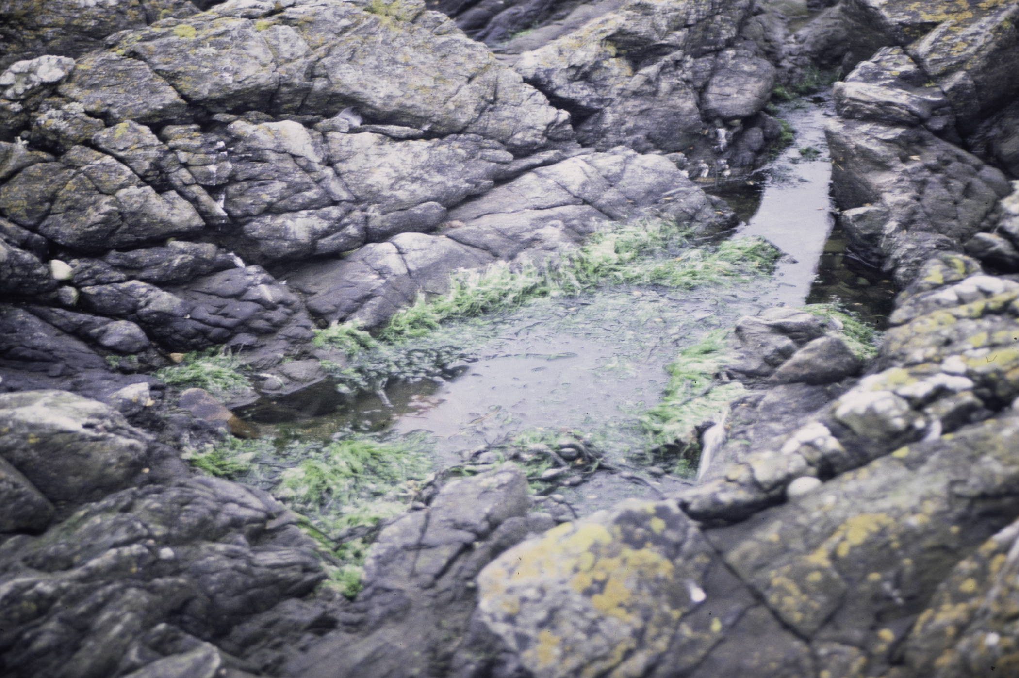 . Site: Ardglass Bay (rock), SE Coast. 