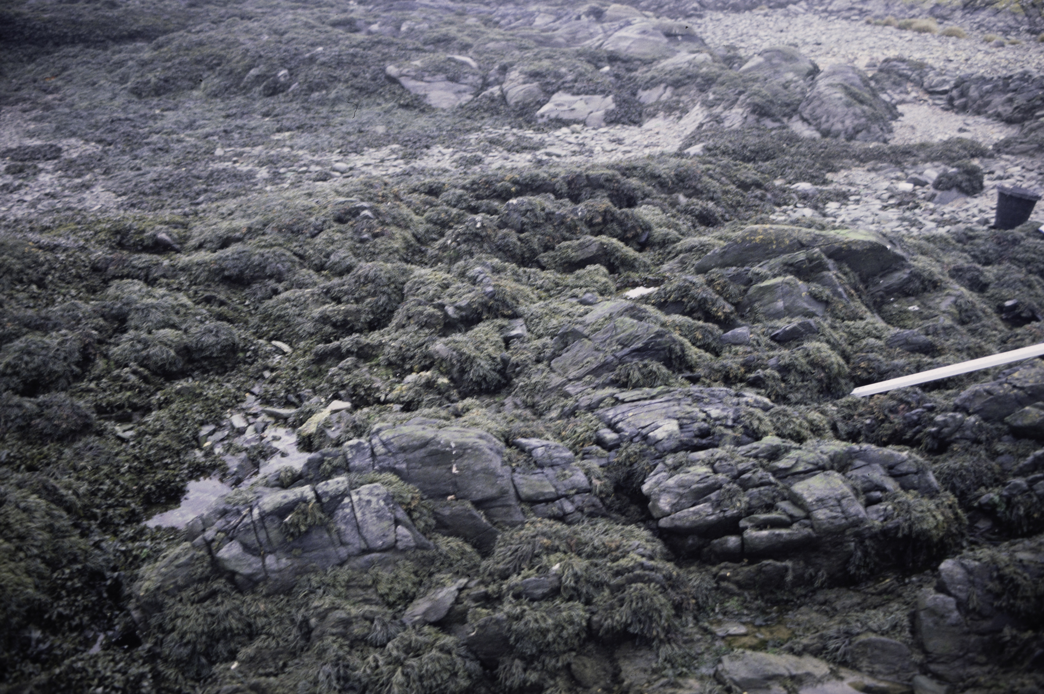 . Site: Ardglass Bay (rock), SE Coast. 