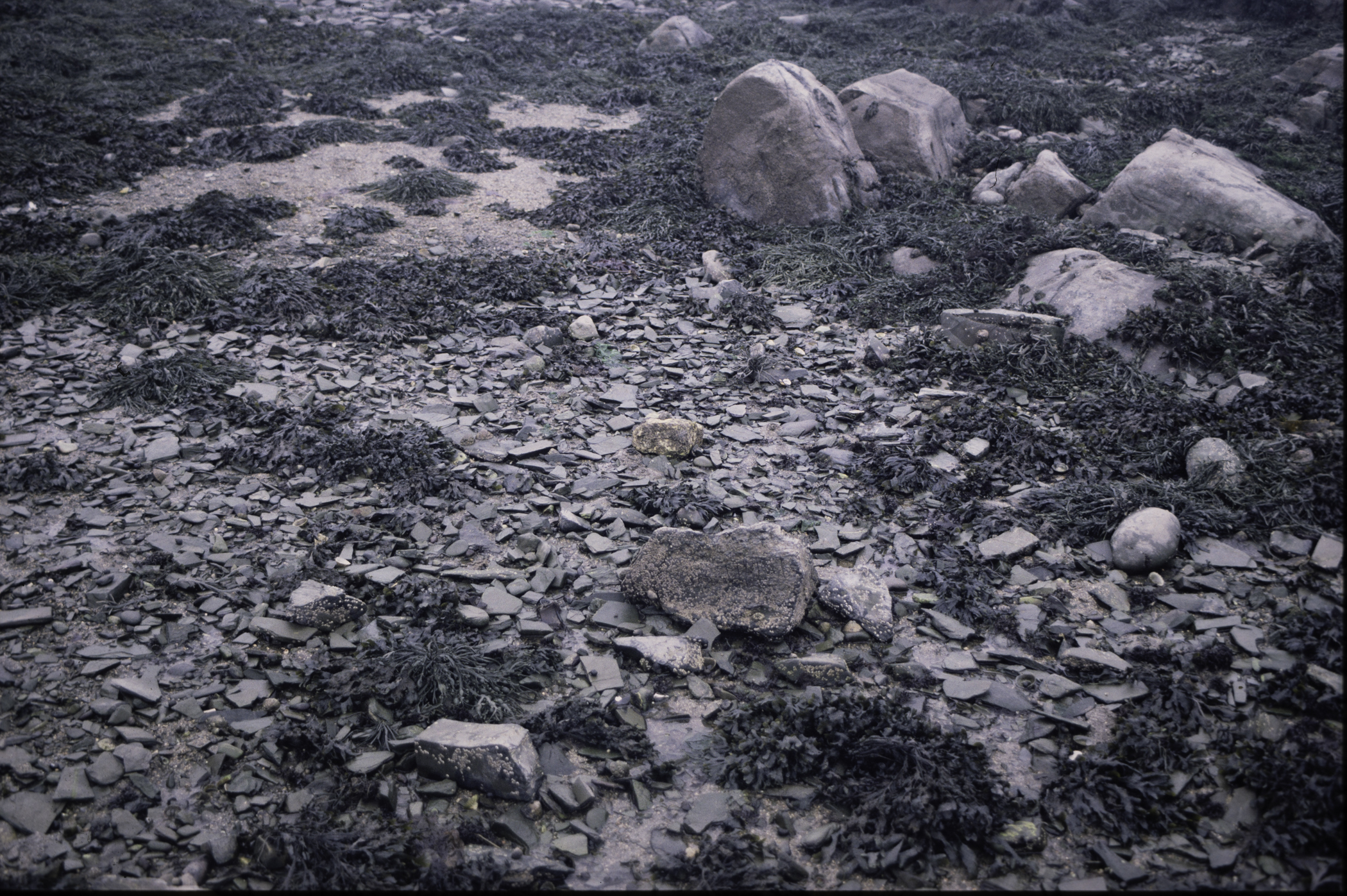 . Site: Ardglass Bay (rock), SE Coast. 