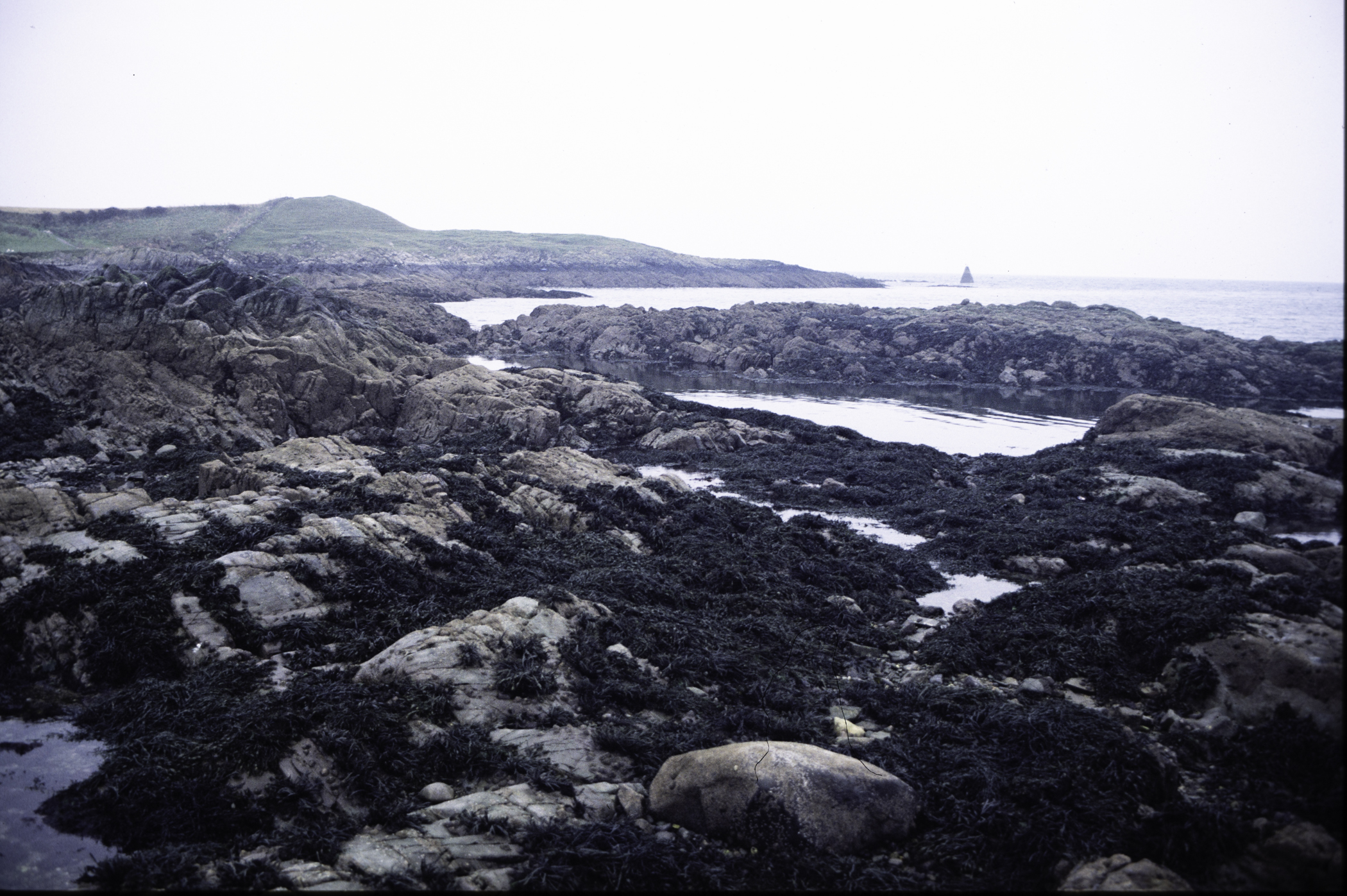 . Site: Ardglass Bay (rock), SE Coast. 