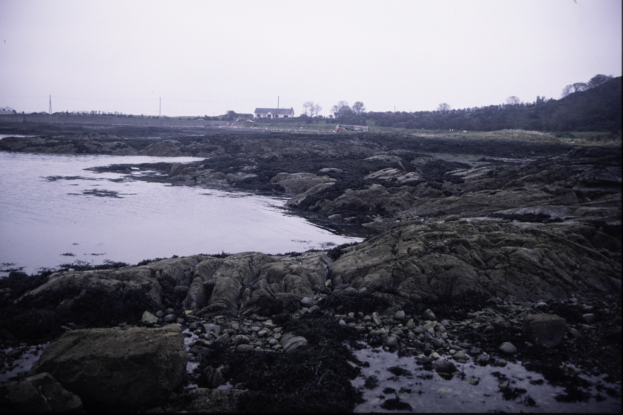 . Site: Ardglass Bay (rock), SE Coast. 