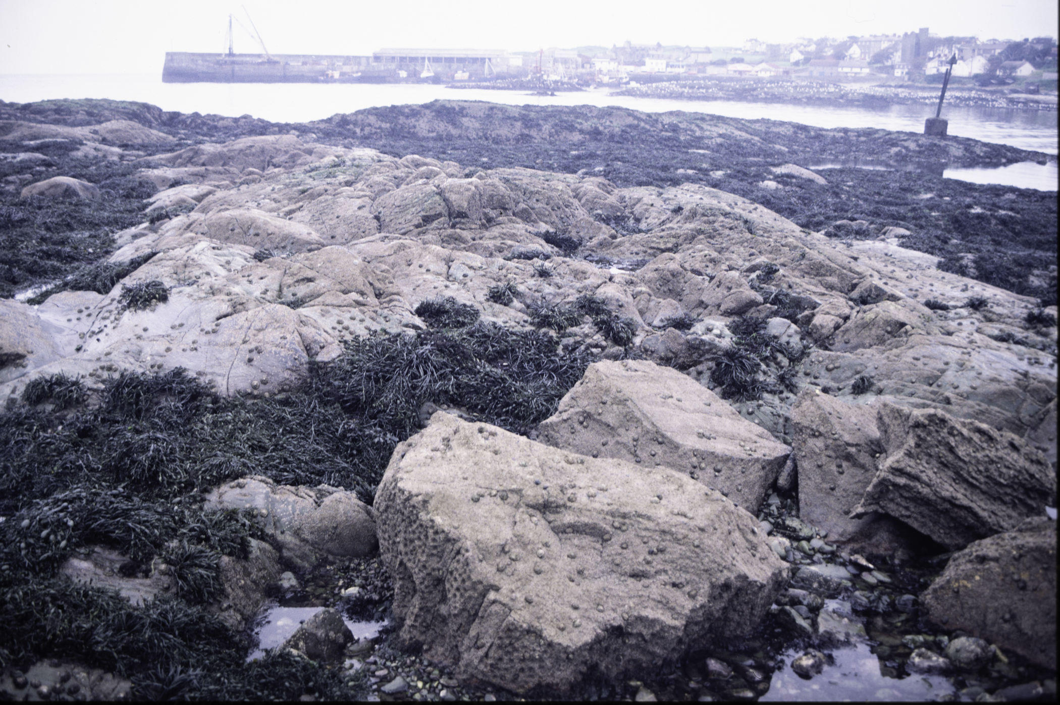 . Site: Ardglass Bay (rock), SE Coast. 