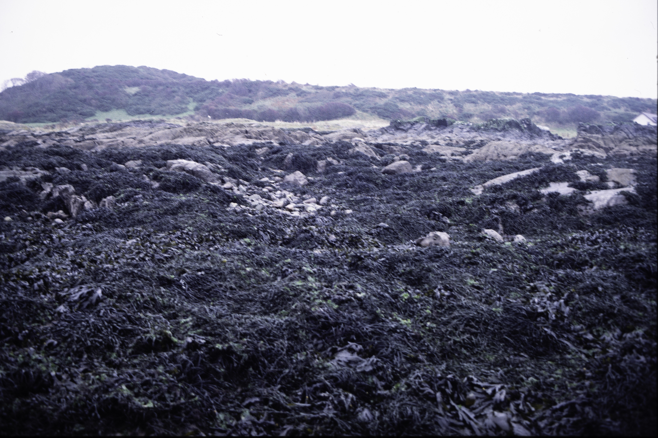 . Site: Ardglass Bay (rock), SE Coast. 