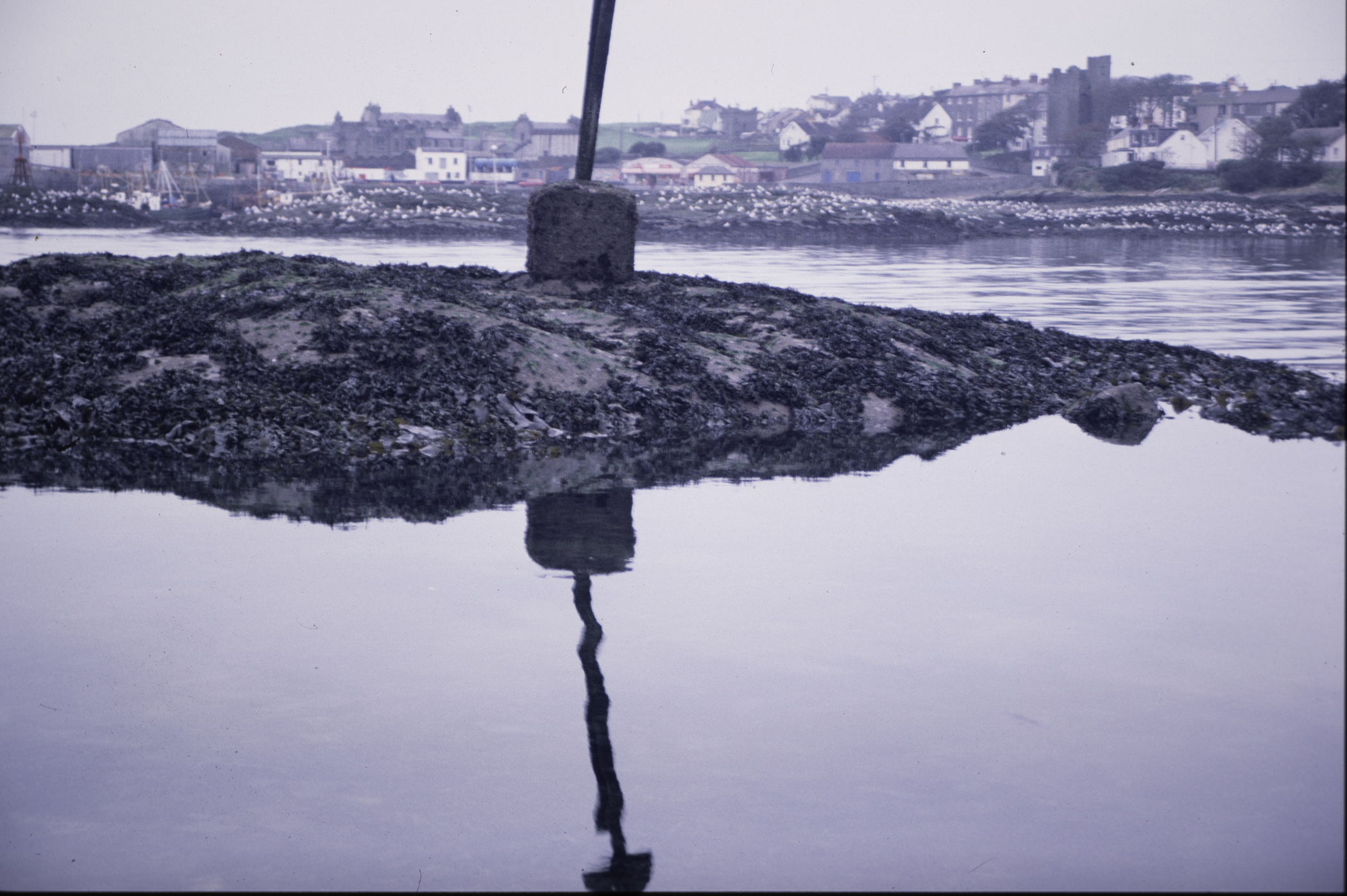 . Site: Ardglass Bay (rock), SE Coast. 