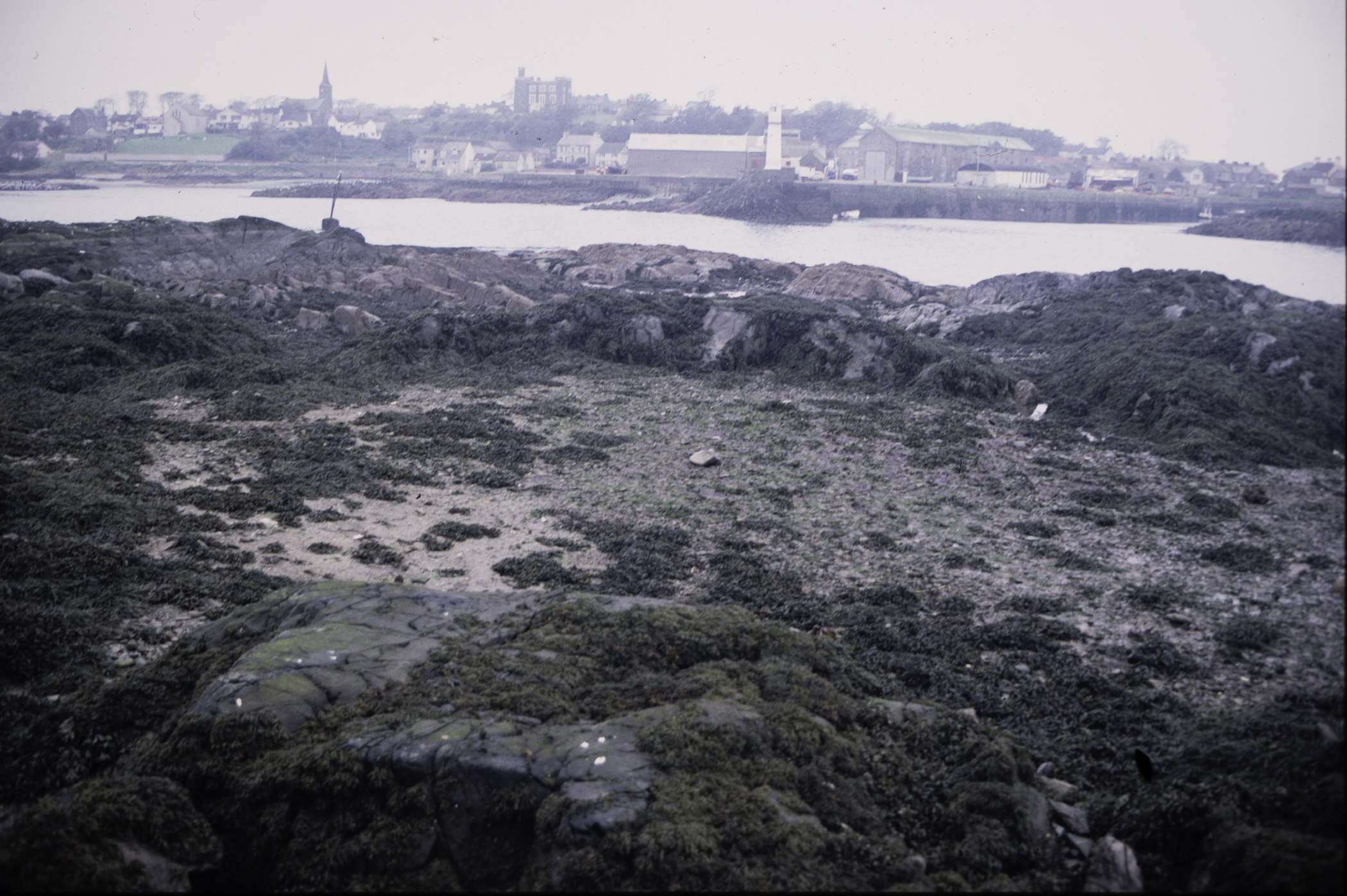 . Site: Ardglass Bay (rock), SE Coast. 