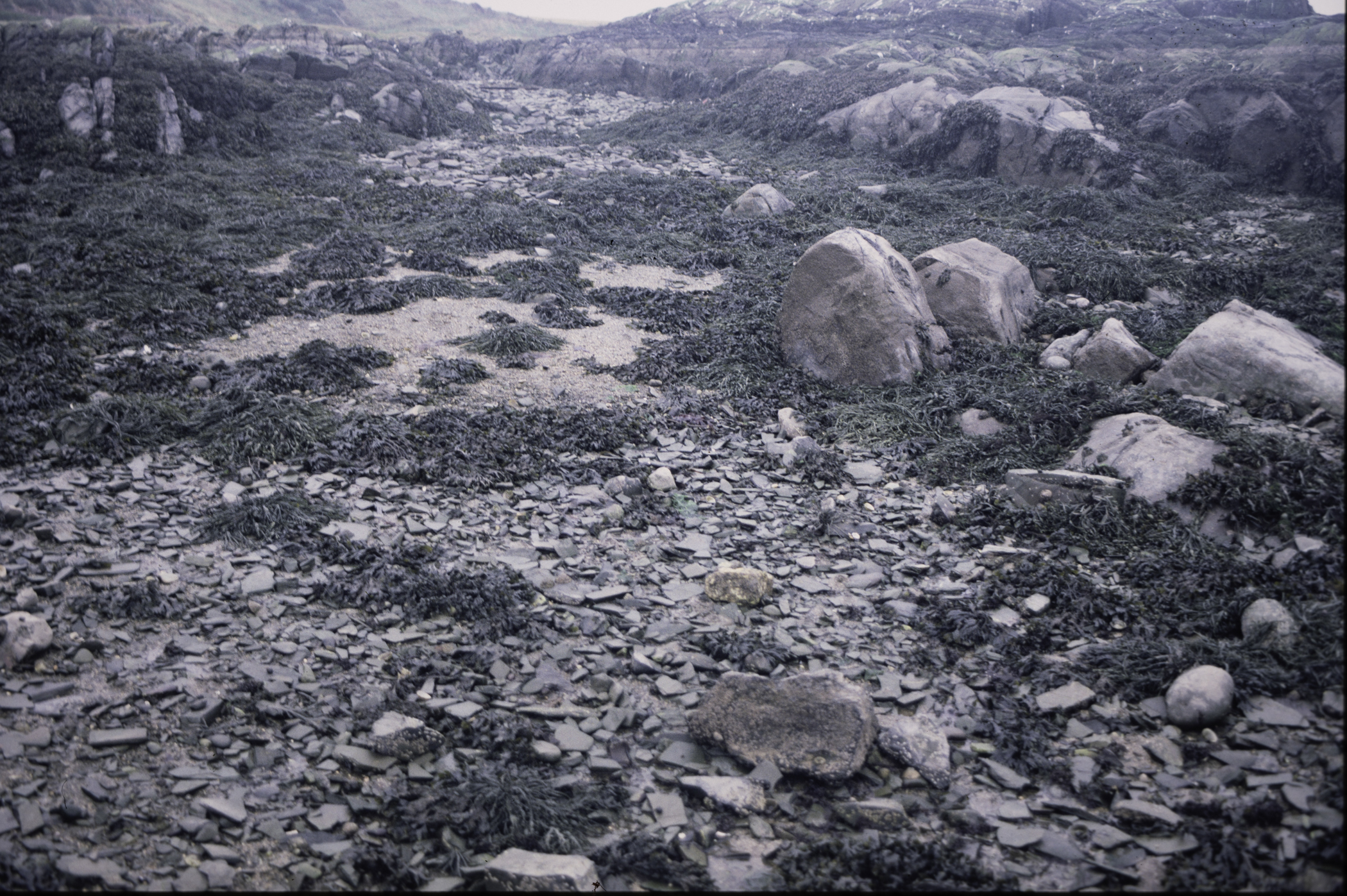 . Site: Ardglass Bay (rock), SE Coast. 