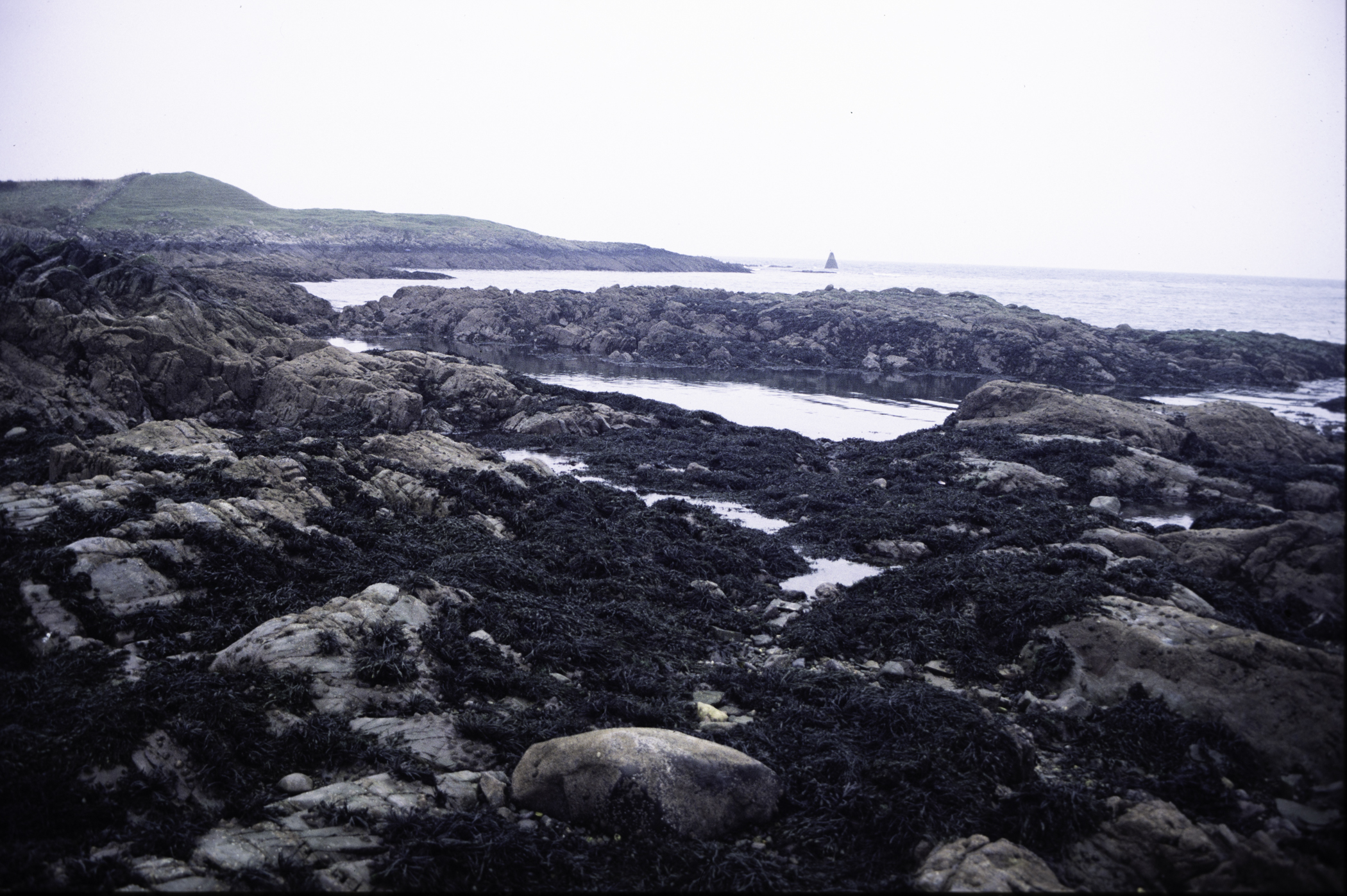 . Site: Ardglass Bay (rock), SE Coast. 