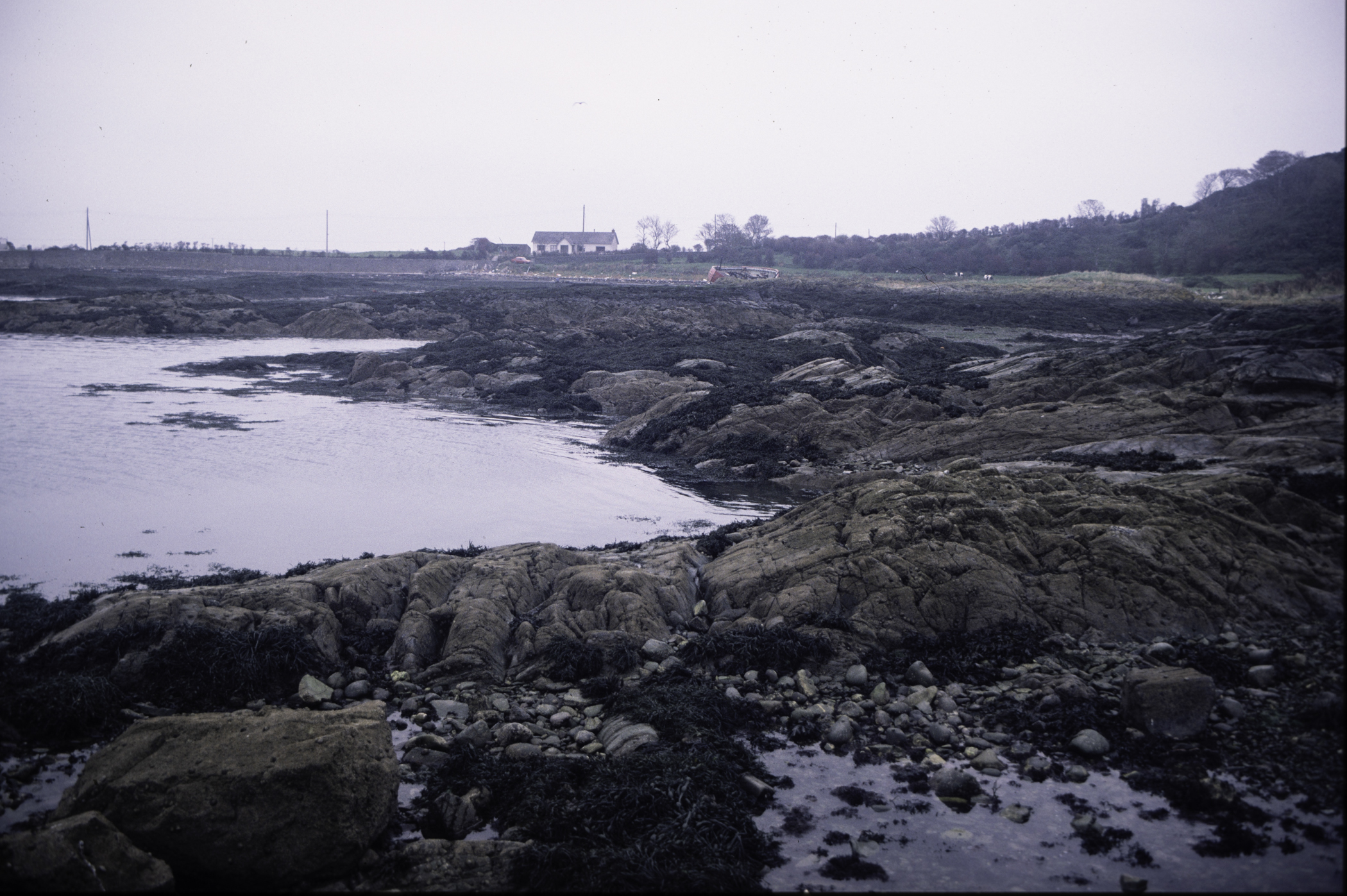 . Site: Ardglass Bay (rock), SE Coast. 