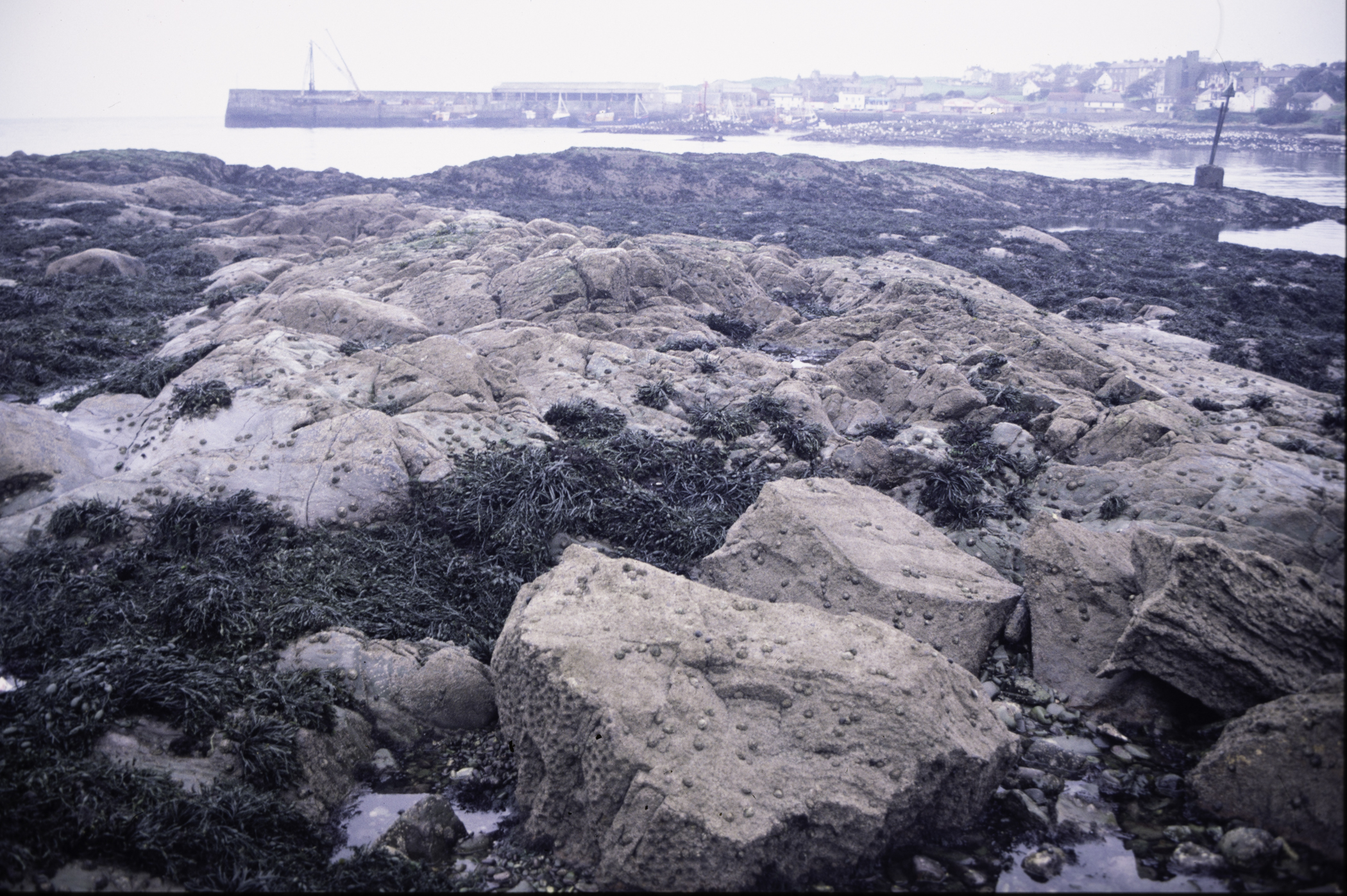 . Site: Ardglass Bay (rock), SE Coast. 