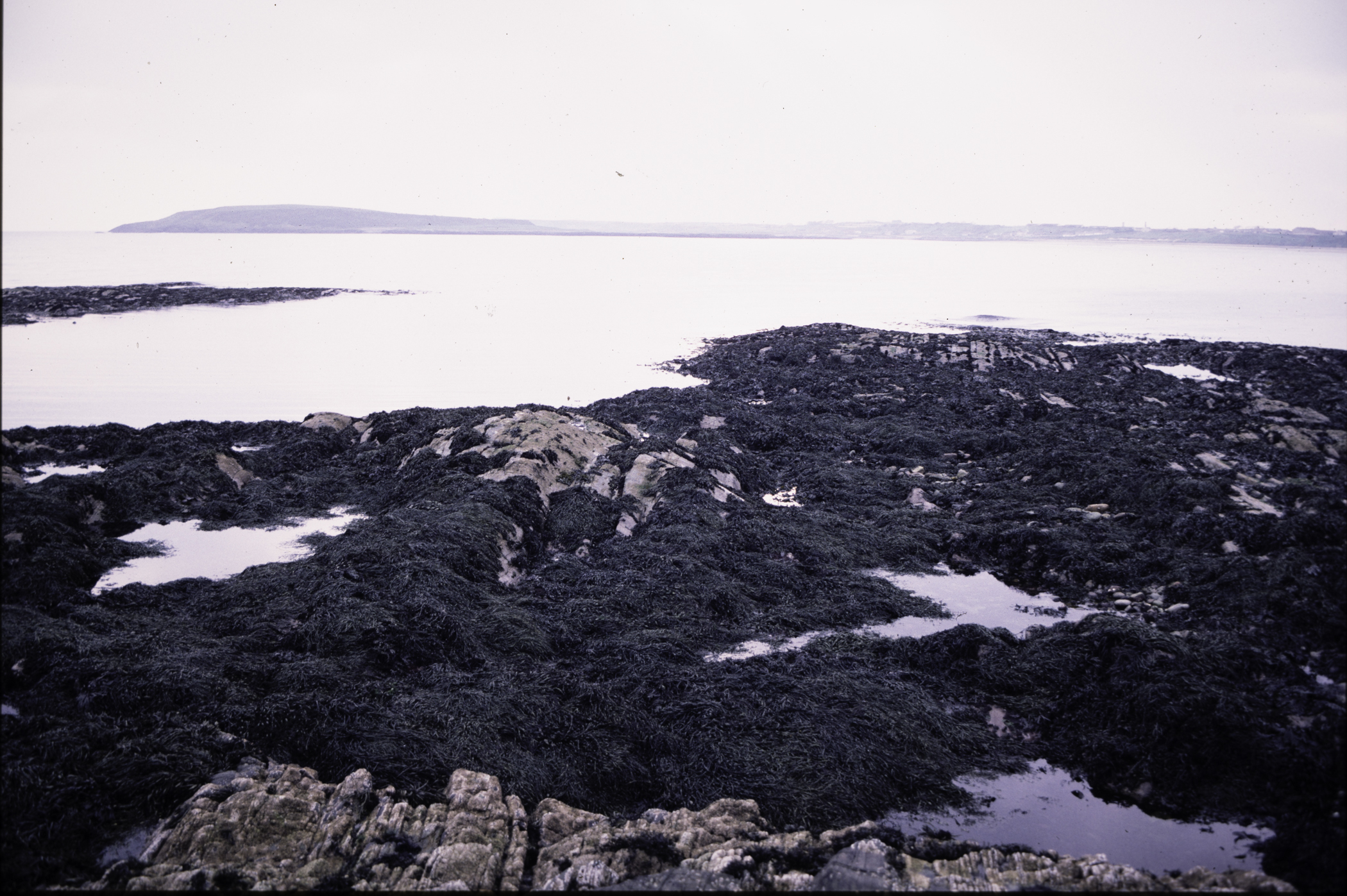 . Site: Craiglewey, SE Coast. 